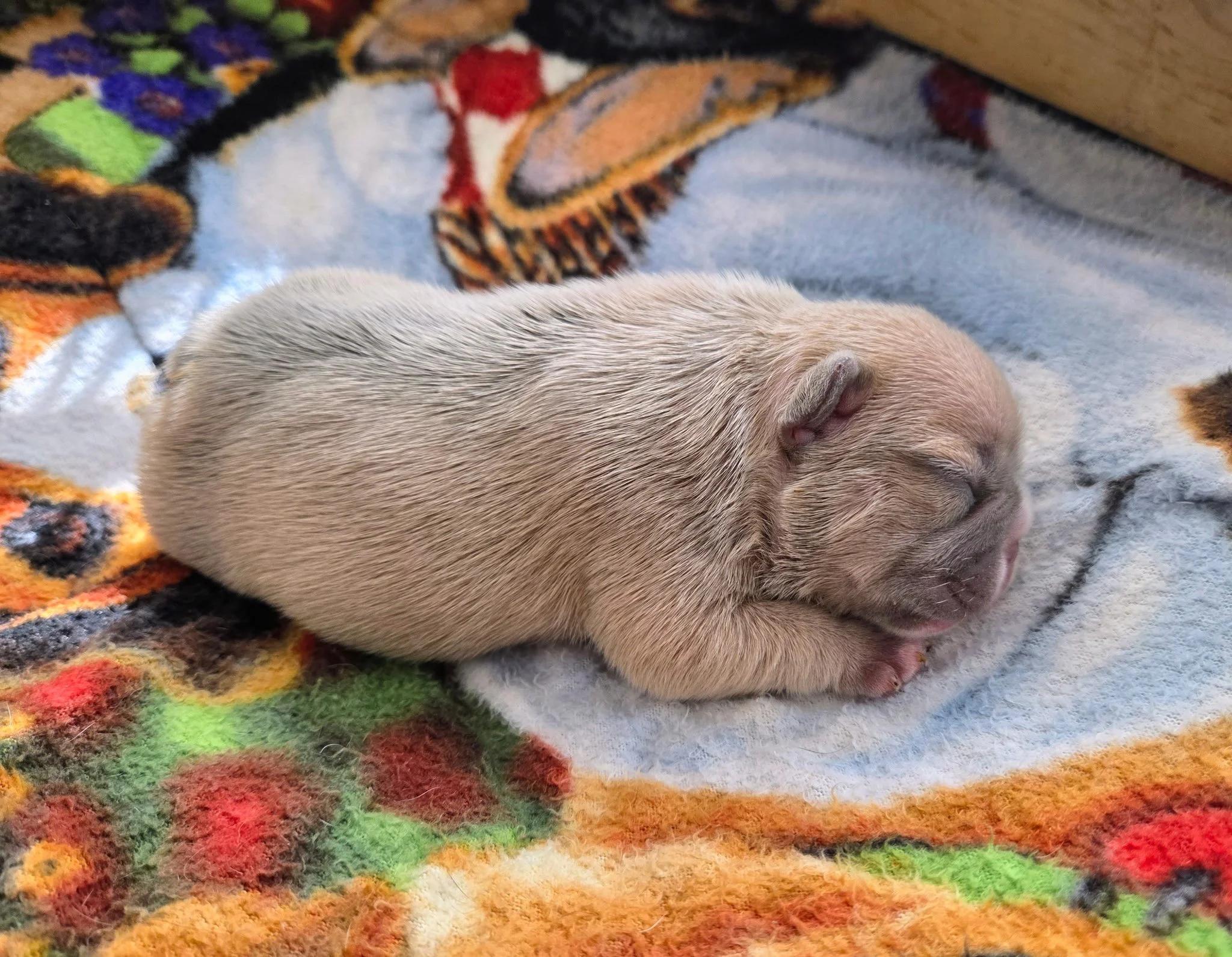 Girl - 1 week