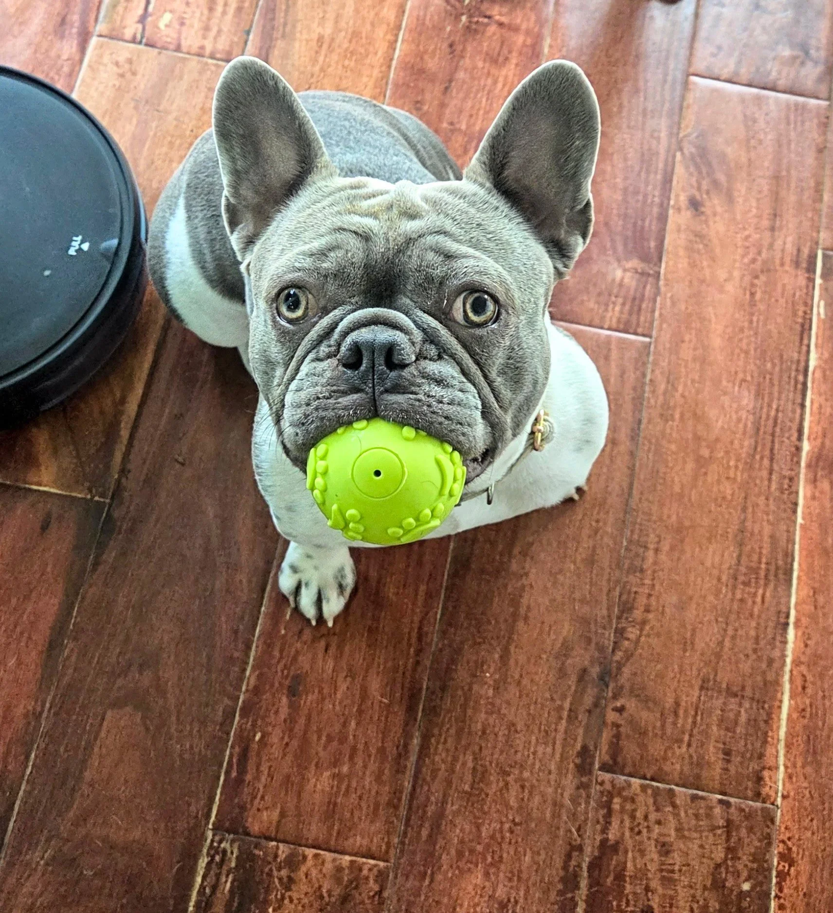 A French Bulldog looking up with a bright green ball in its mouth, standing on a hardwood floor.