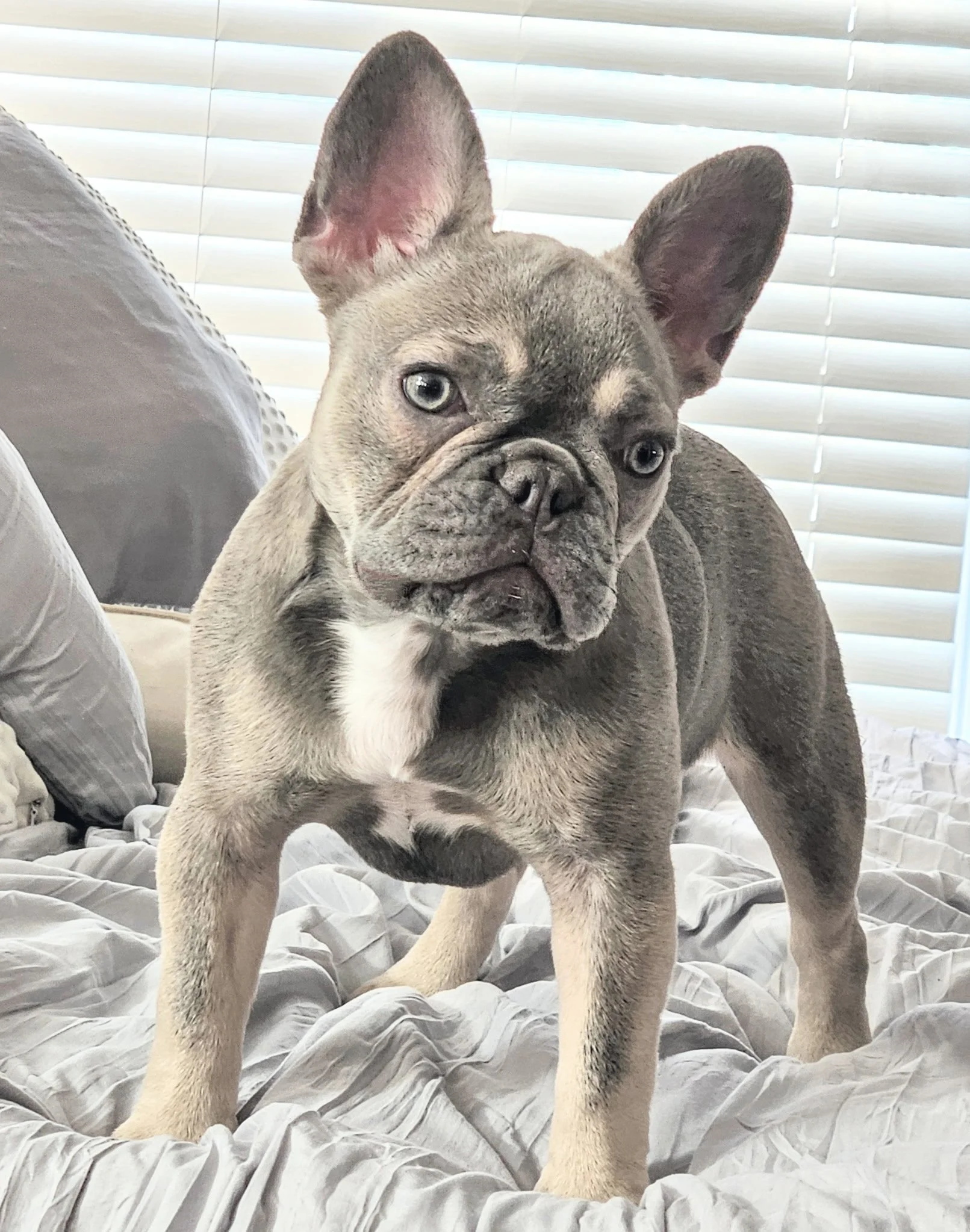 A French Bulldog puppy standing on a bed with white bedding and blinds in the background.