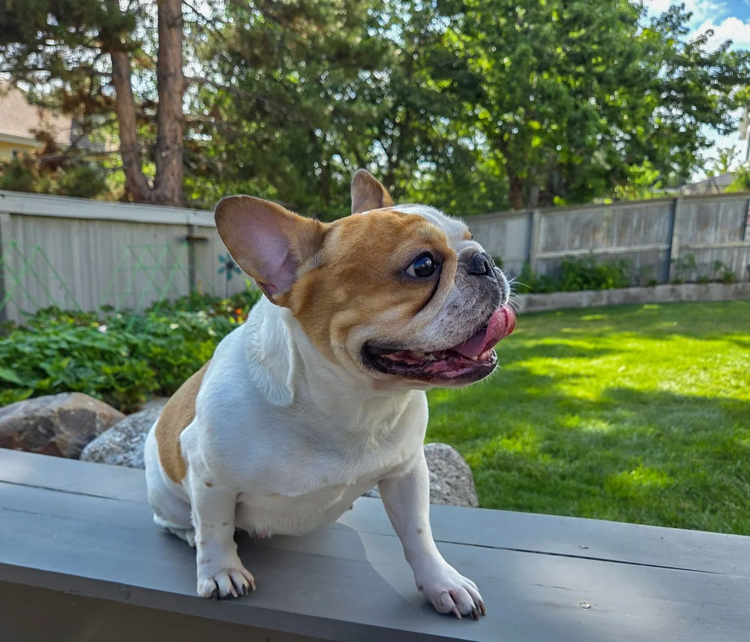 A small French Bulldog with a tan and white coat sitting outdoors on a gray surface, with a green lawn, trees, and a wooden fence in the background.