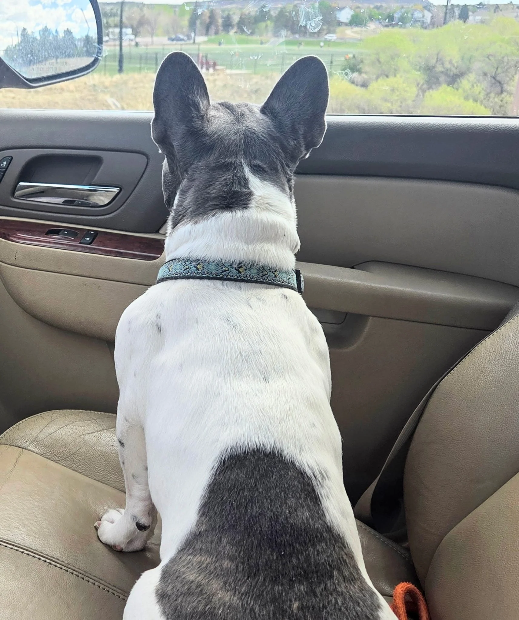 A black and white dog and a small white puppy with black spots sitting inside a car, looking out the front window at a park with green grass and trees.