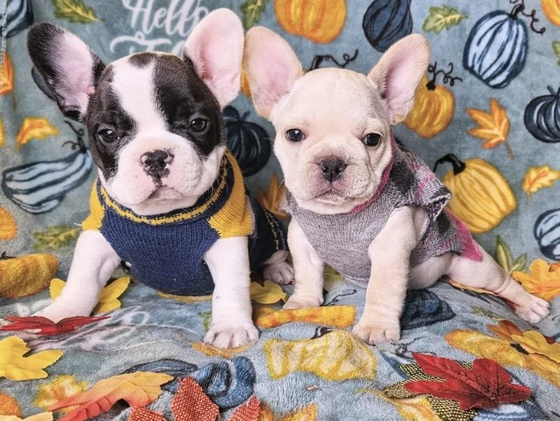 Two French Bulldog puppies sitting on a fall-themed blanket with pumpkins, leaves, and a 