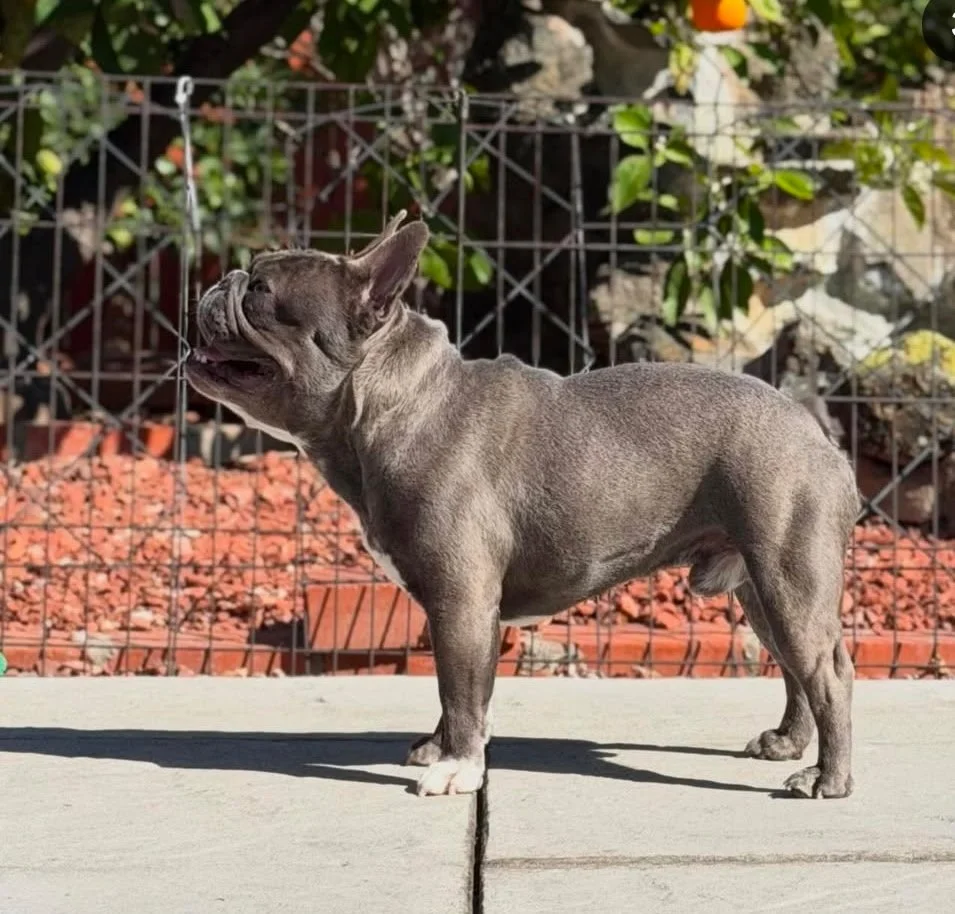 A French Bulldog standing on a sidewalk with a metal fence and some plants in the background.