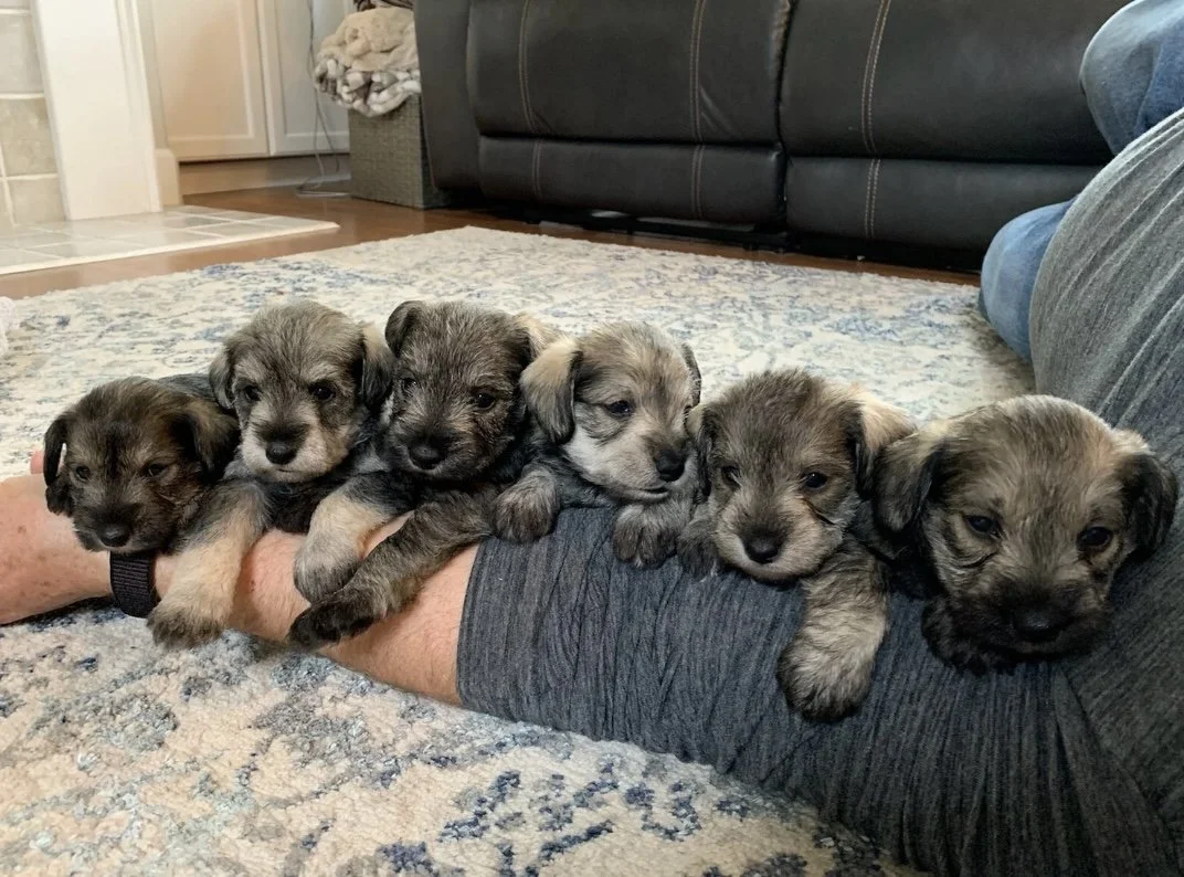 Six small puppies, possibly schnauzers, lying on a person's arm resting on their leg, inside a living room with a patterned rug, dark couch, and a basket with laundry in the background.