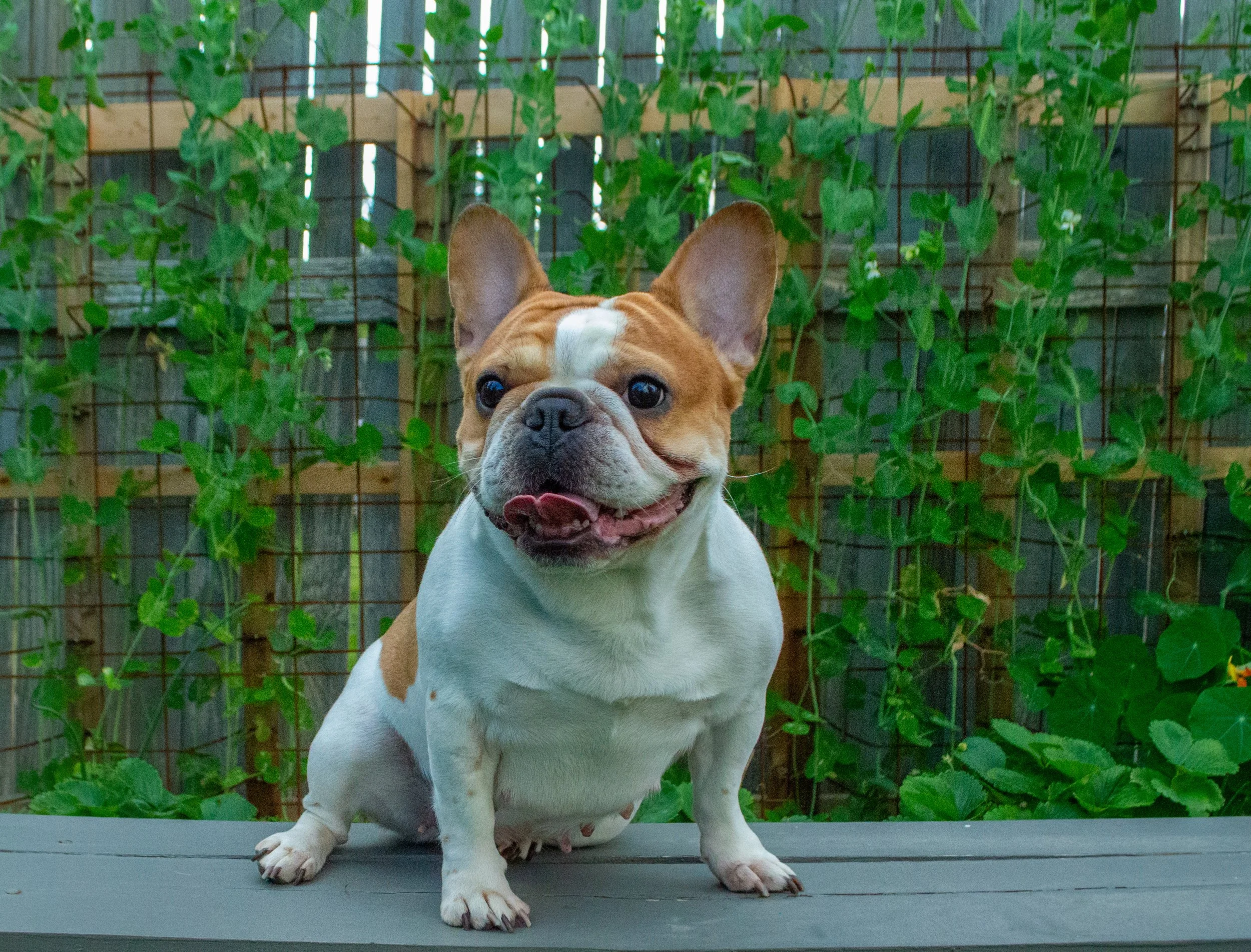 A happy French Bulldog with a white and brown coat, standing on a wooden surface outside, in front of a fence covered with green vines.