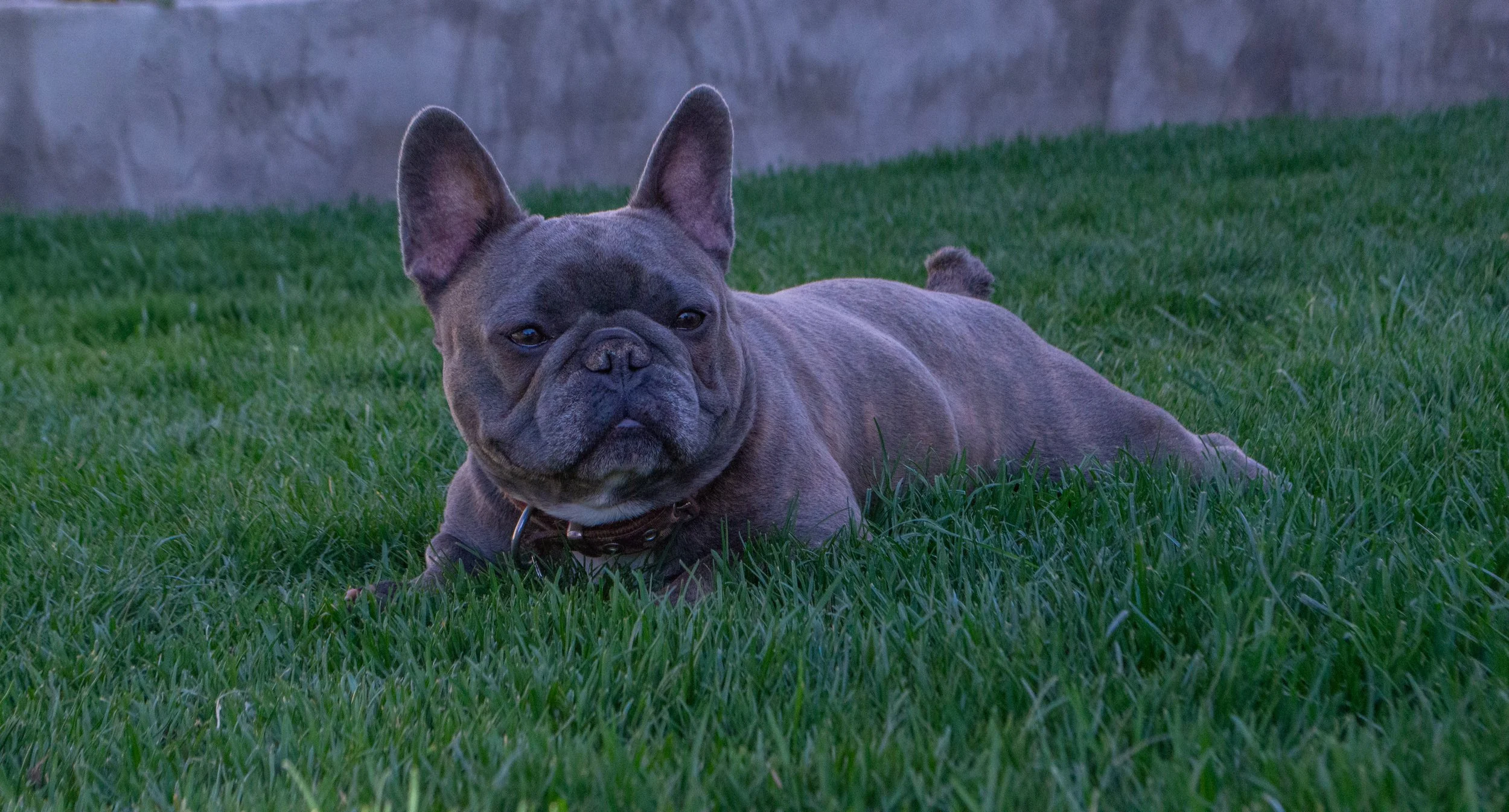 A French Bulldog lying on grass in a backyard with a concrete wall in the background.