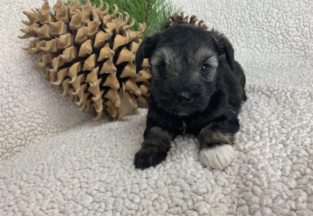 A small black and gray puppy with a white paw lying on a soft, beige textured blanket next to a large pine cone and some green plant foliage.