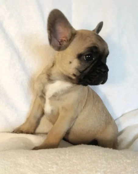A tan French Bulldog puppy sitting on a soft surface against a light background, looking to the side.