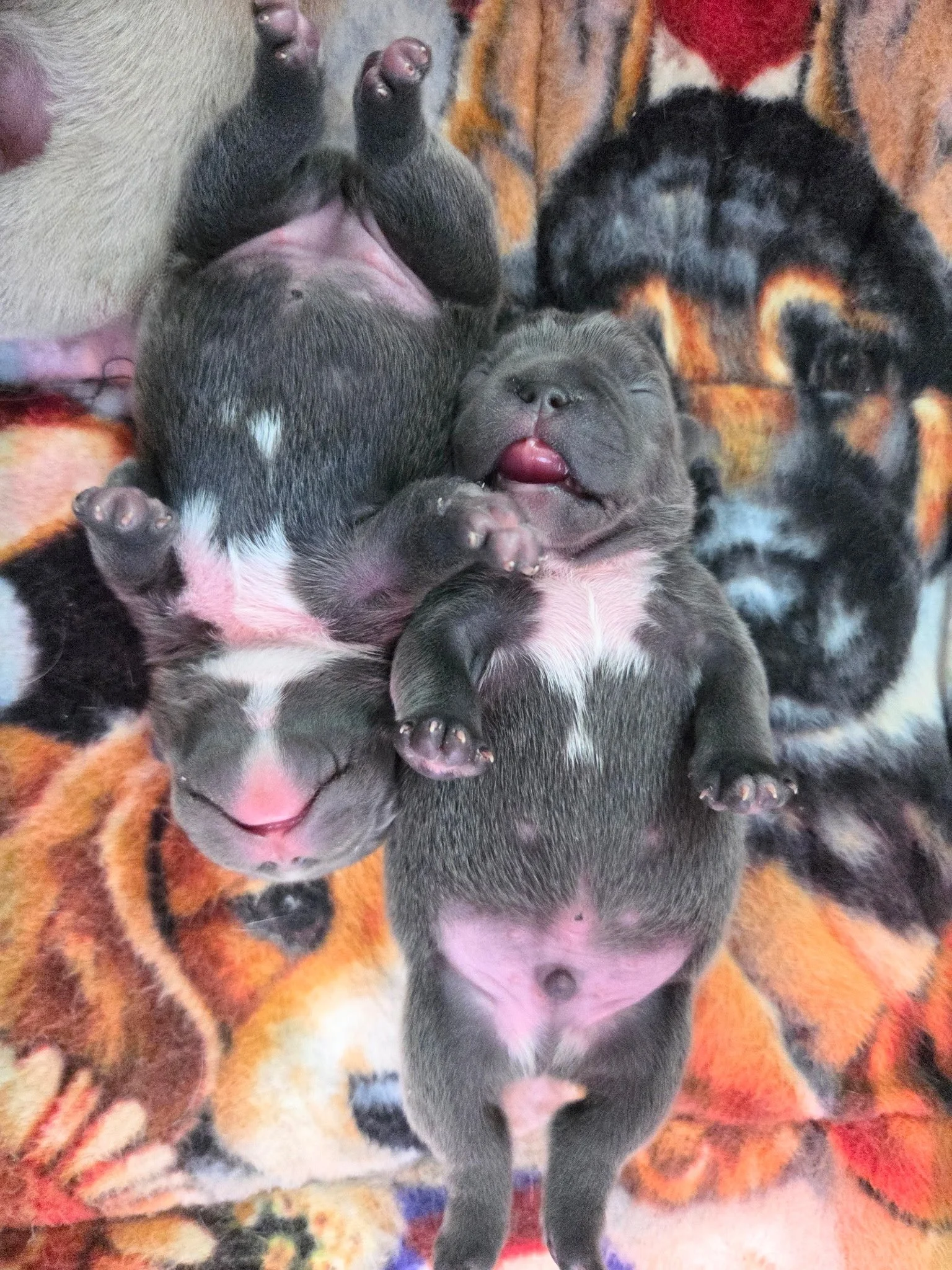Several newborn puppies sleeping on a colorful, patterned blanket, with their eyes closed and relaxed bodies.