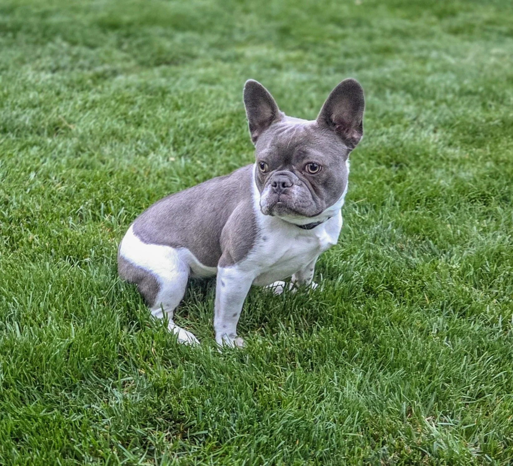 Gray and white French Bulldog standing on green grass