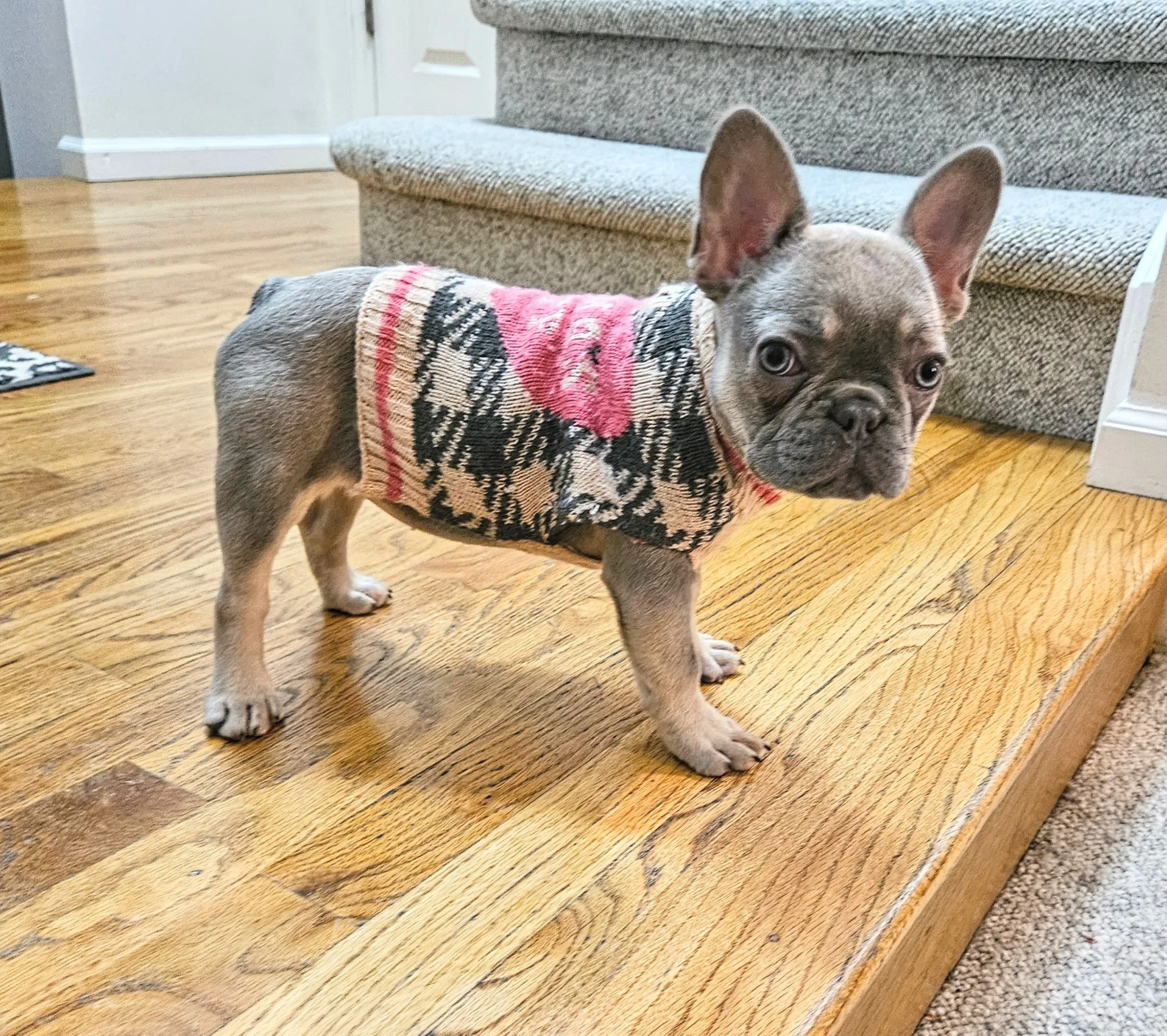 A young dog, possibly a French Bulldog, wearing a plaid sweater standing on a hardwood floor in a living room.