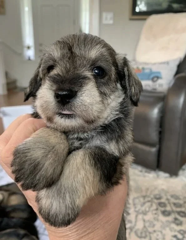 A small, gray and black puppy with one eye slightly open, being held in a person's hand inside a living room.