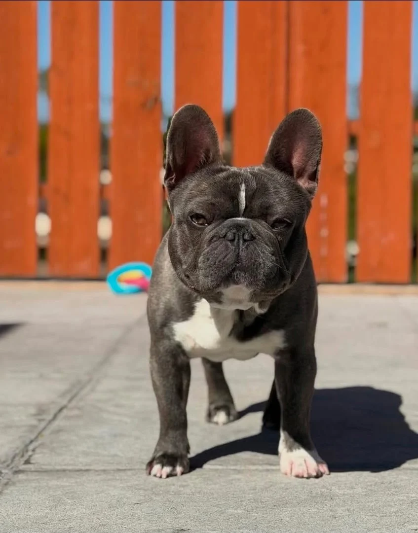 A French Bulldog puppy standing on a concrete surface outside, with a wooden fence in the background.