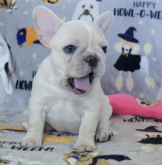 A white French Bulldog puppy with blue eyes sitting on a blanket with Halloween-themed decorations in the background, including a witch and a ghost.