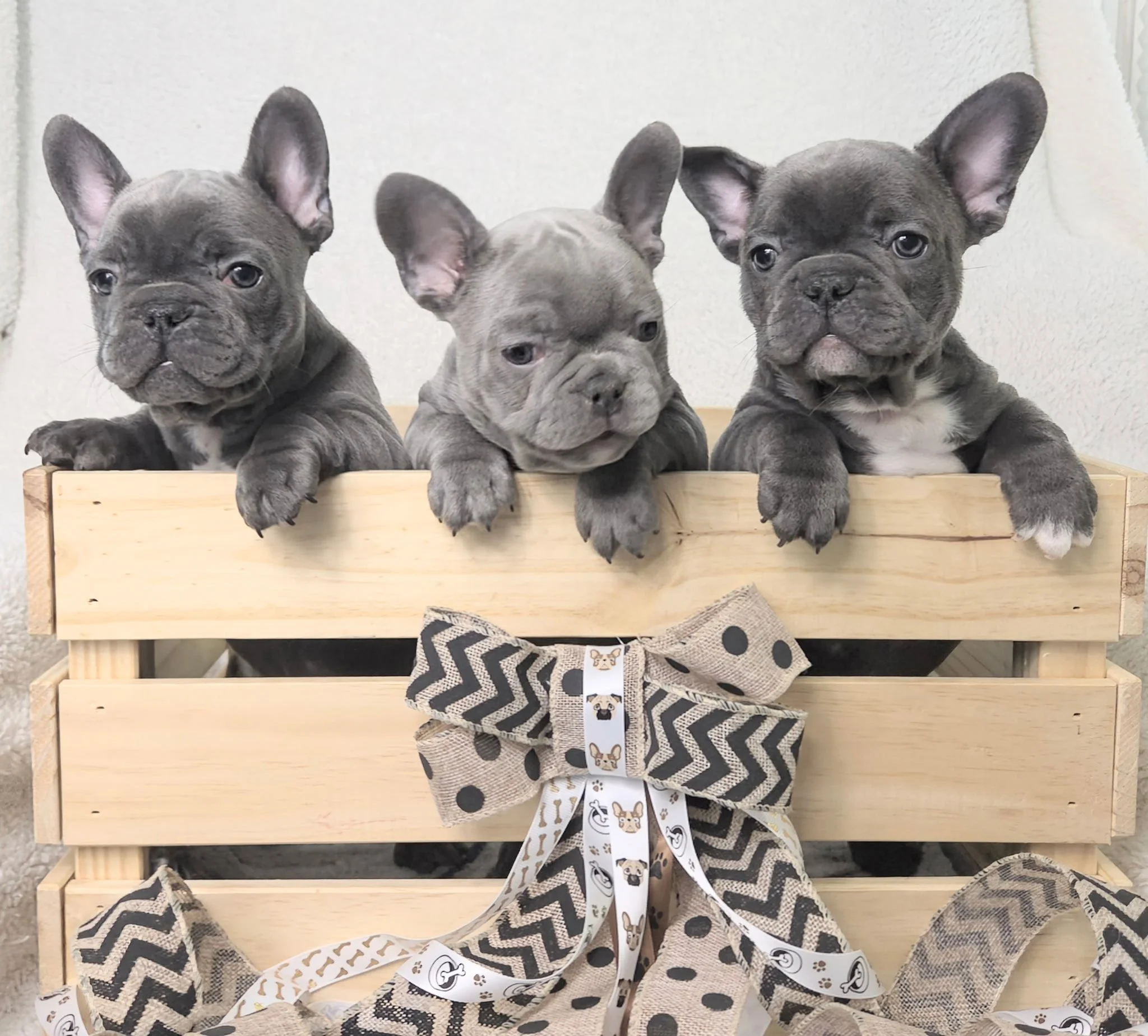 Three adorable French Bulldog puppies sitting in a wooden box with patterned blankets, facing forward with alert expressions.