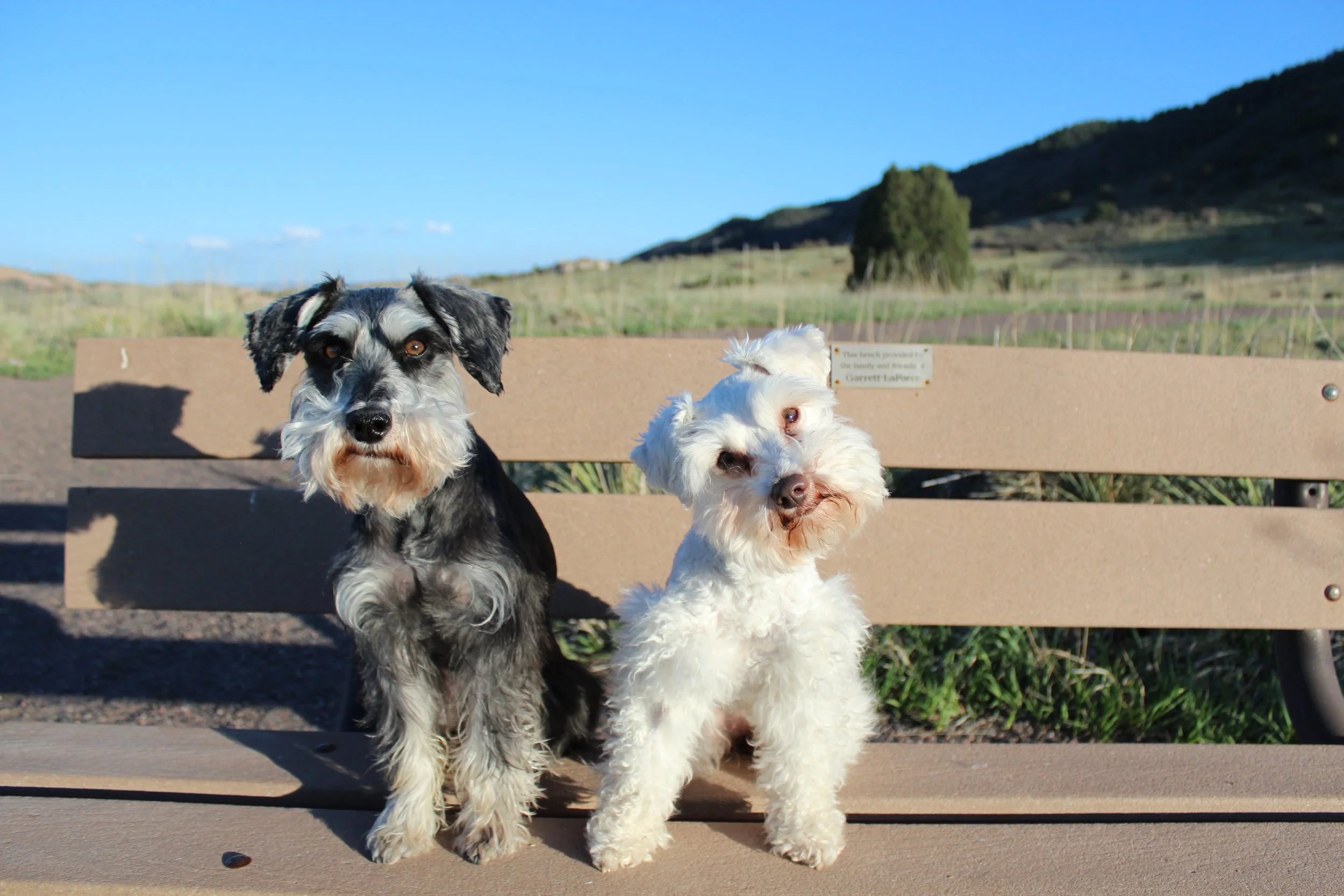 Two dogs sitting on a park bench with a scenic background of hills and a bright blue sky.