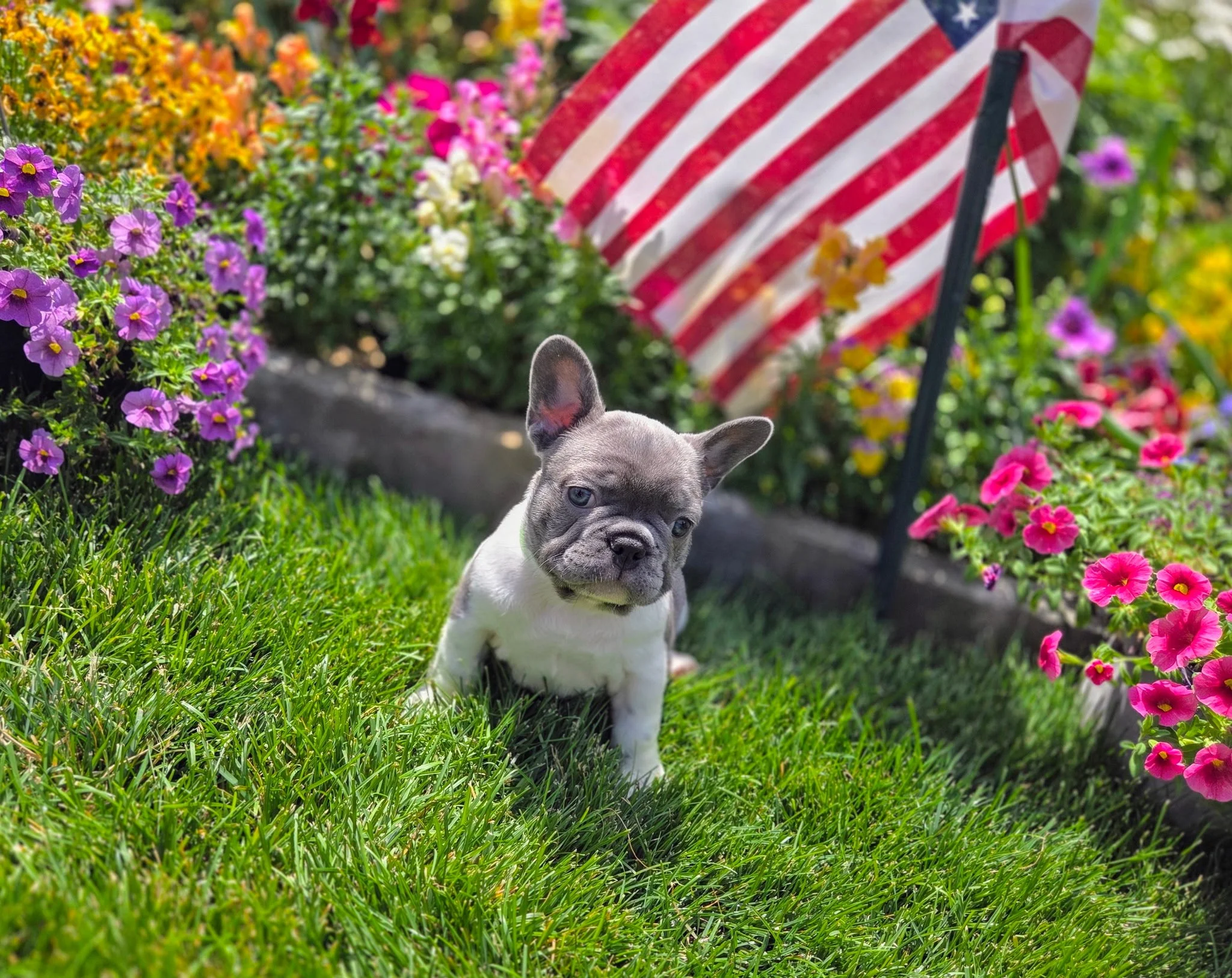 A gray and white French Bulldog puppy sitting in a garden with colorful flowers and an American flag in the background.
