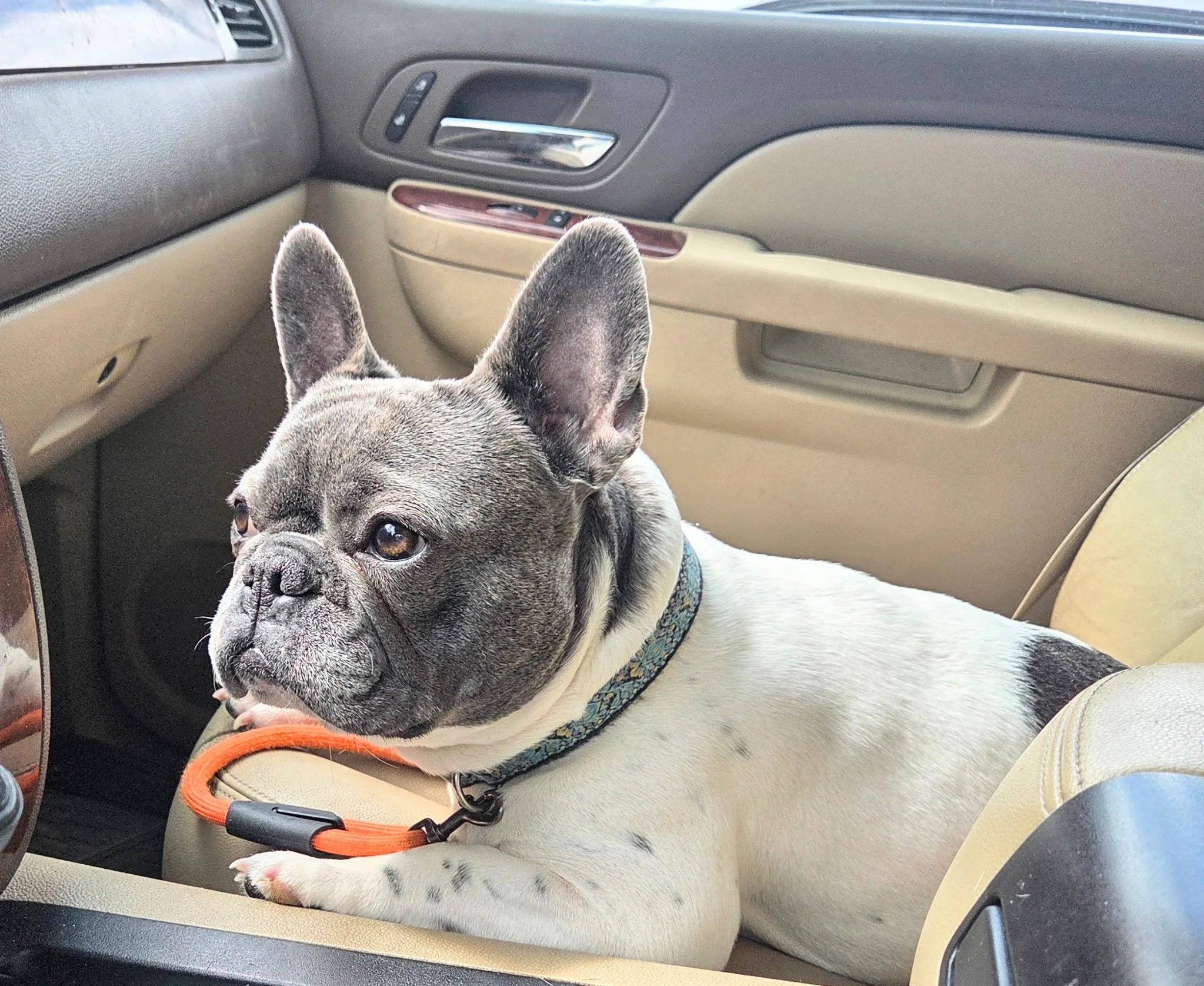 A French Bulldog lying on a beige car seat, looking out the window with ears perked up, wearing a patterned harness, inside a vehicle with a tan and black interior.