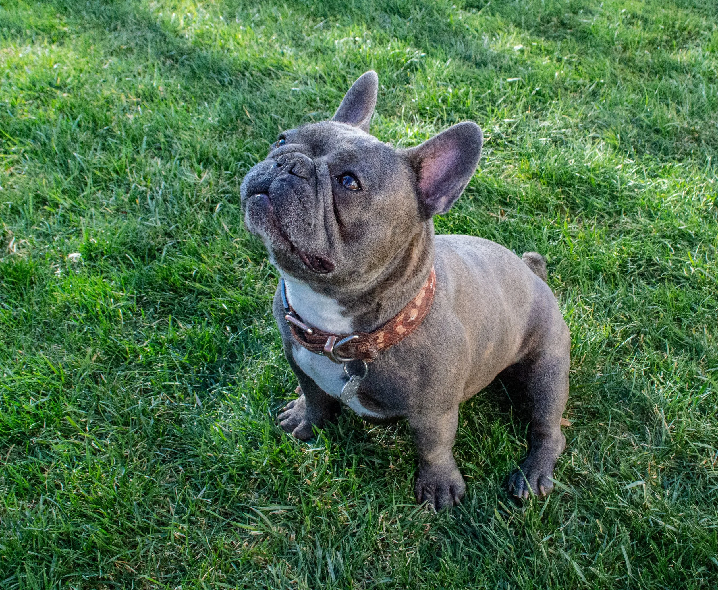 A French Bulldog with gray fur lying on green grass, wearing a patterned brown collar.