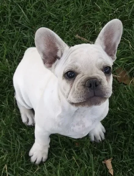 A cute white French Bulldog puppy sitting on green grass and looking up at the camera.