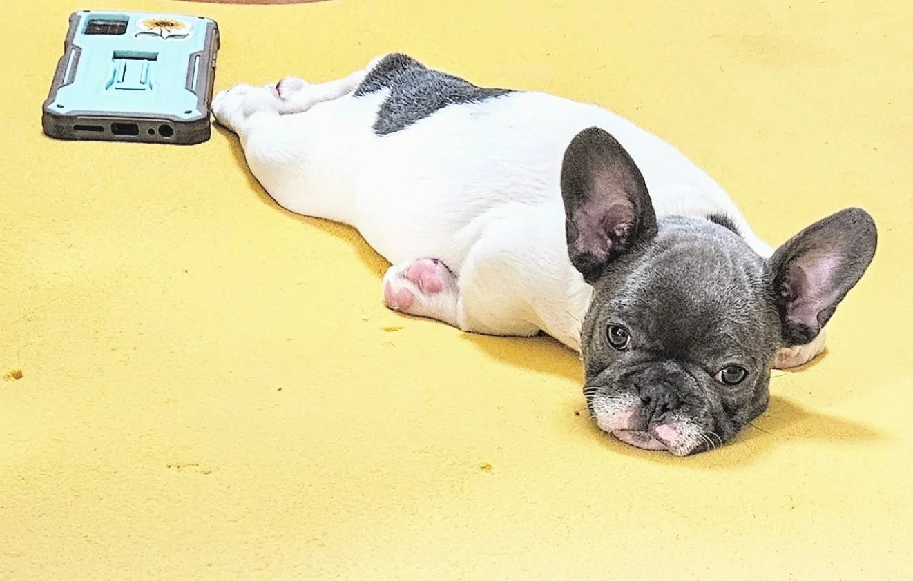 A French Bulldog puppy lying on a yellow surface next to a light blue electronic device.