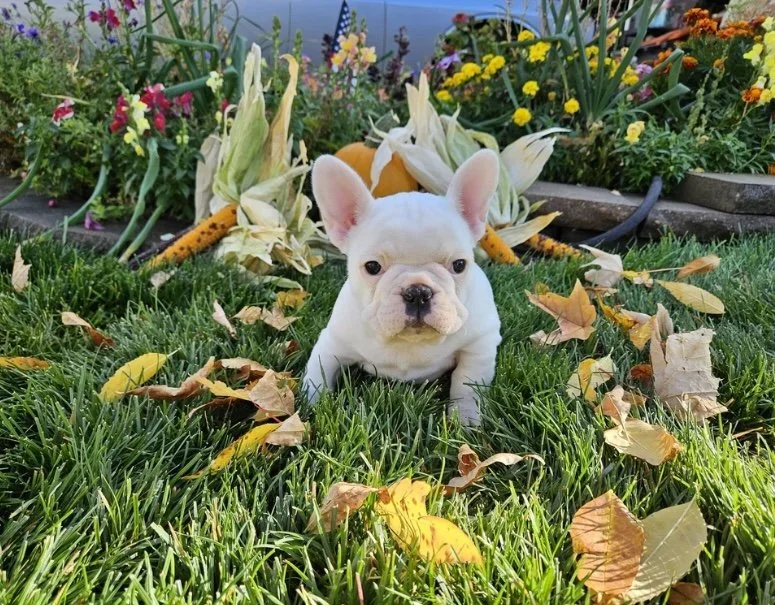 A small white French Bulldog puppy sitting on green grass among fallen autumn leaves with a garden of colorful flowers and squash in the background.