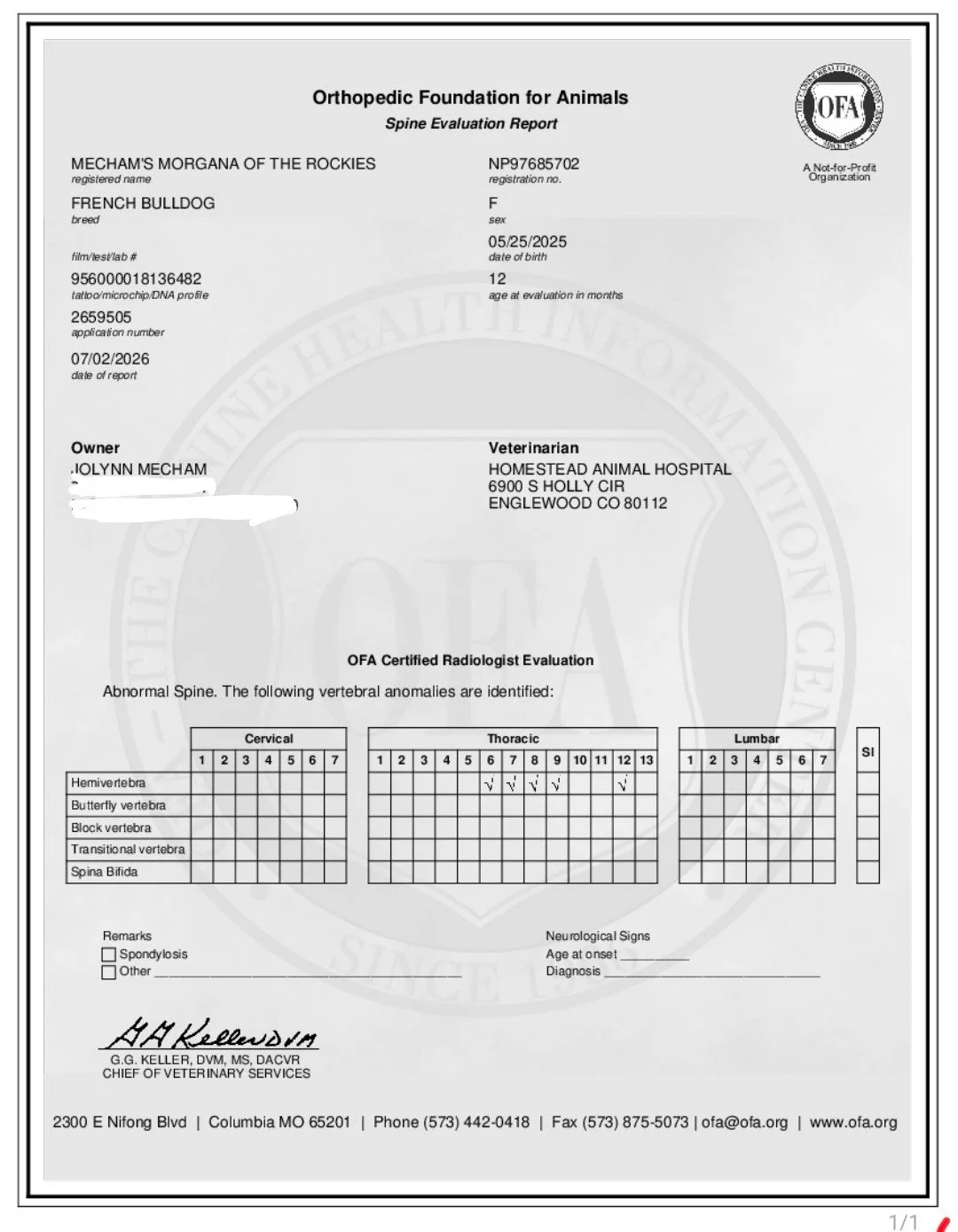 Veterinary report for a French Bulldog, showing spine evaluation and vertebral abnormalities.