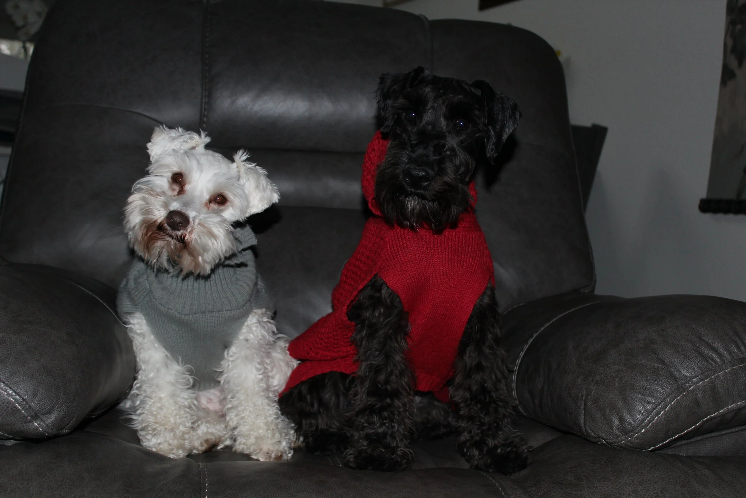 Two dogs sitting on a dark leather couch, one with white fur wearing a gray sweater, and the other with black fur wearing a red sweater.