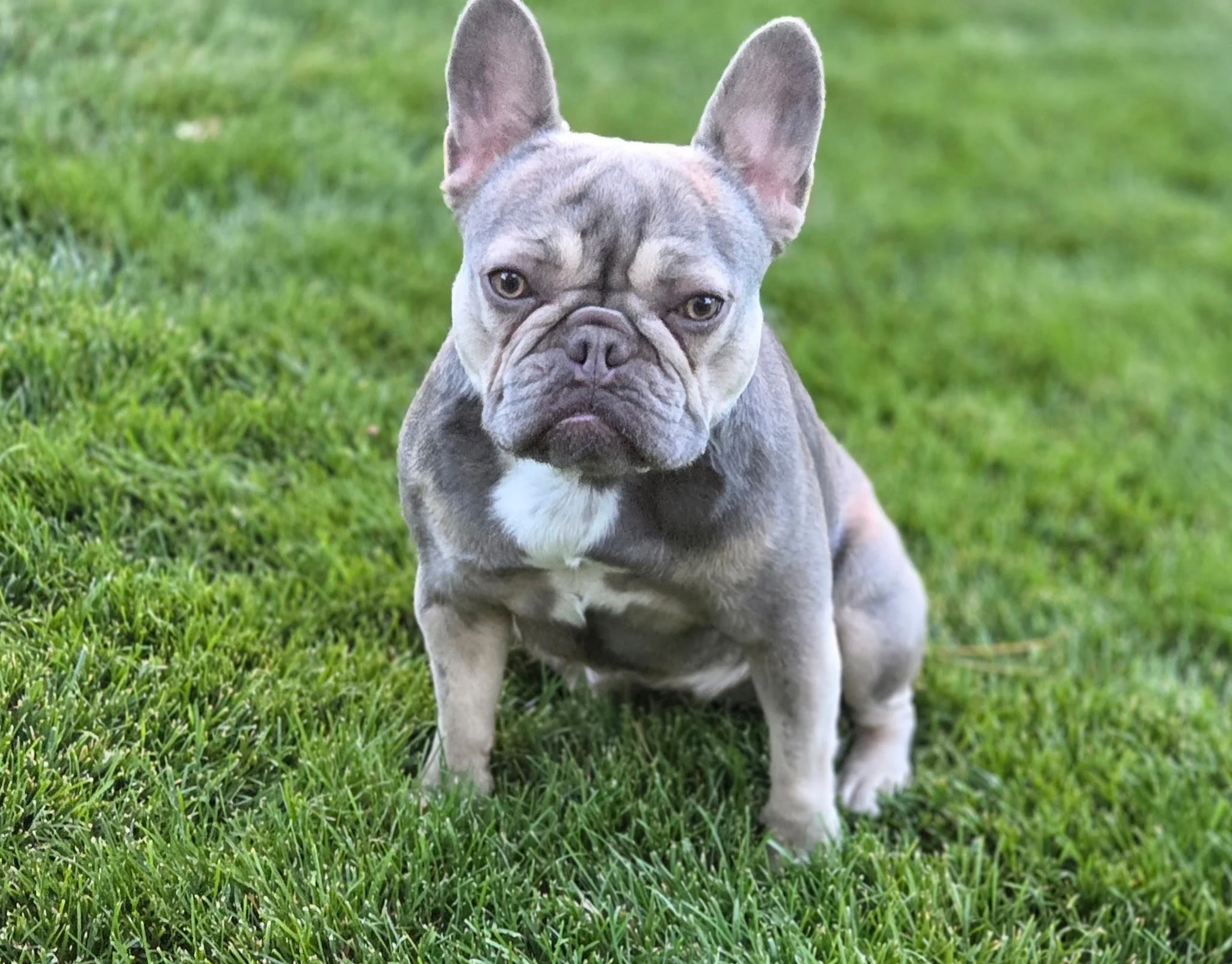 A grey and white French Bulldog puppy sitting on green grass.