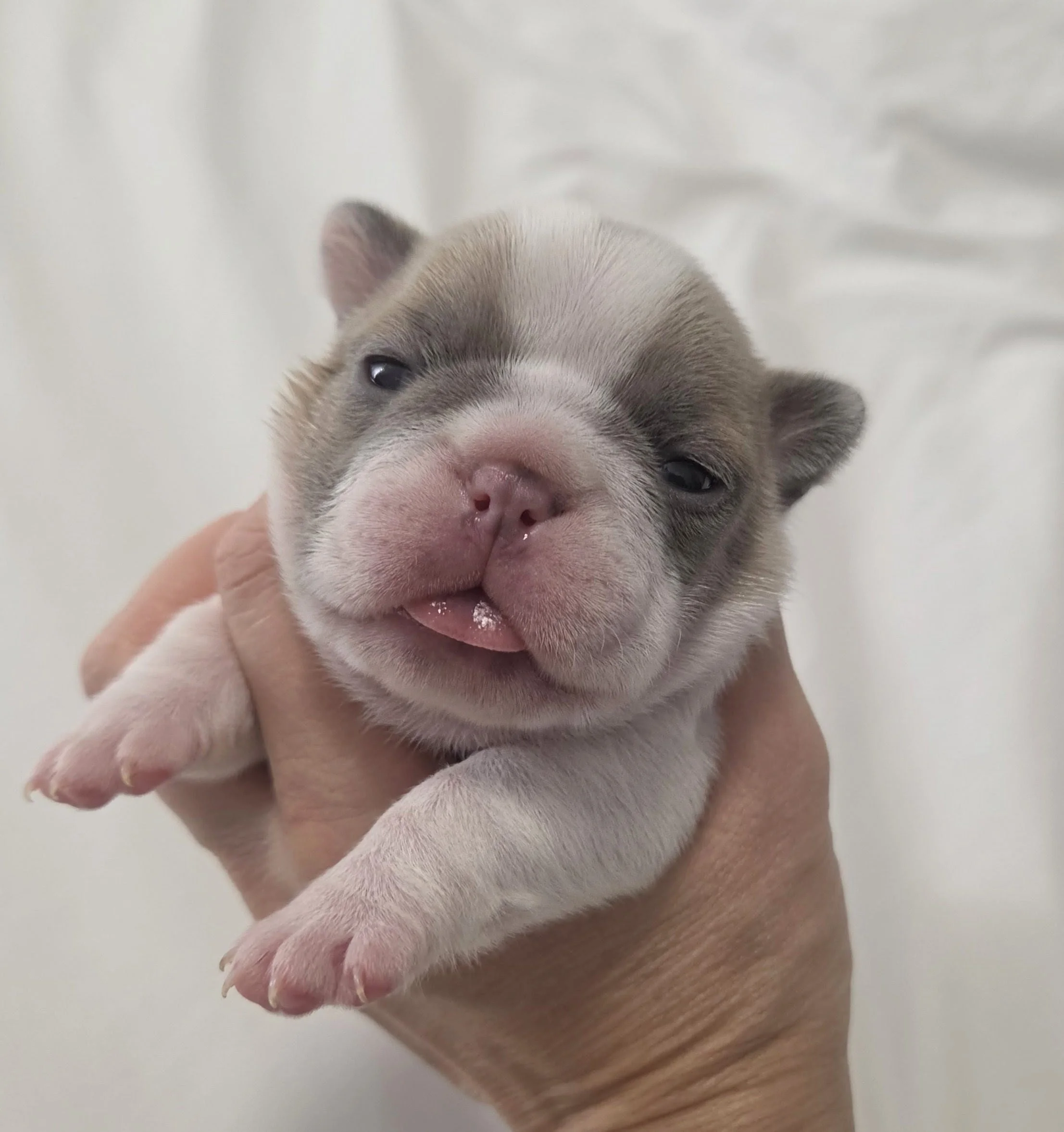 Bowser
