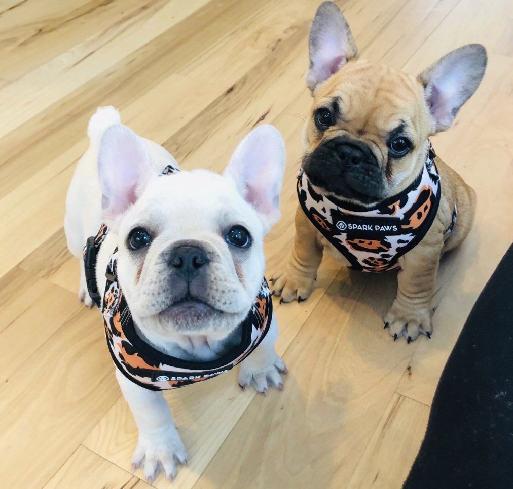 Two French Bulldog puppies wearing matching bandanas with a leopard print pattern and the Spark Paws logo, sitting on a wooden floor and looking up at the camera.