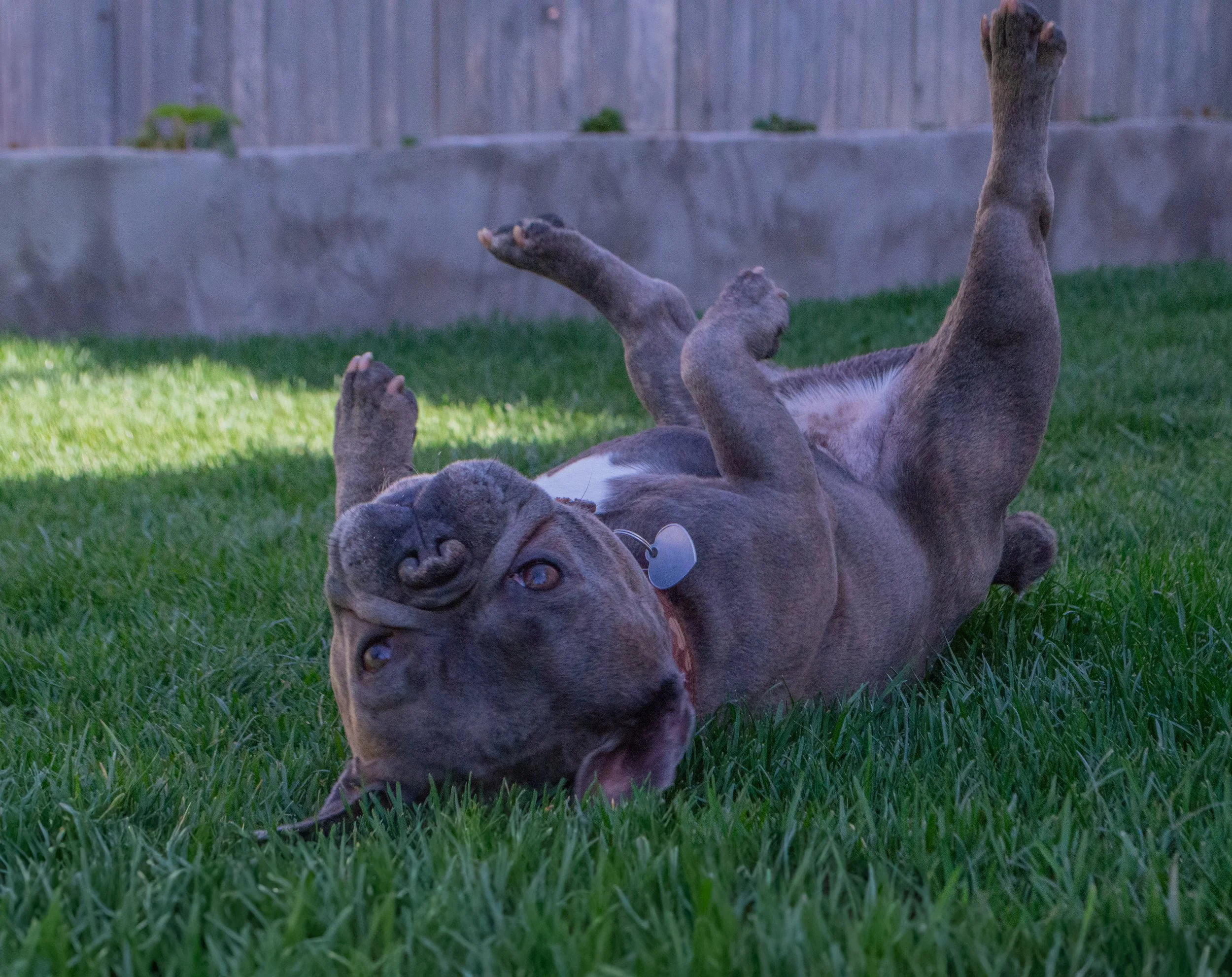A dog lying on back on green grass with front legs raised and head tilted to the side.