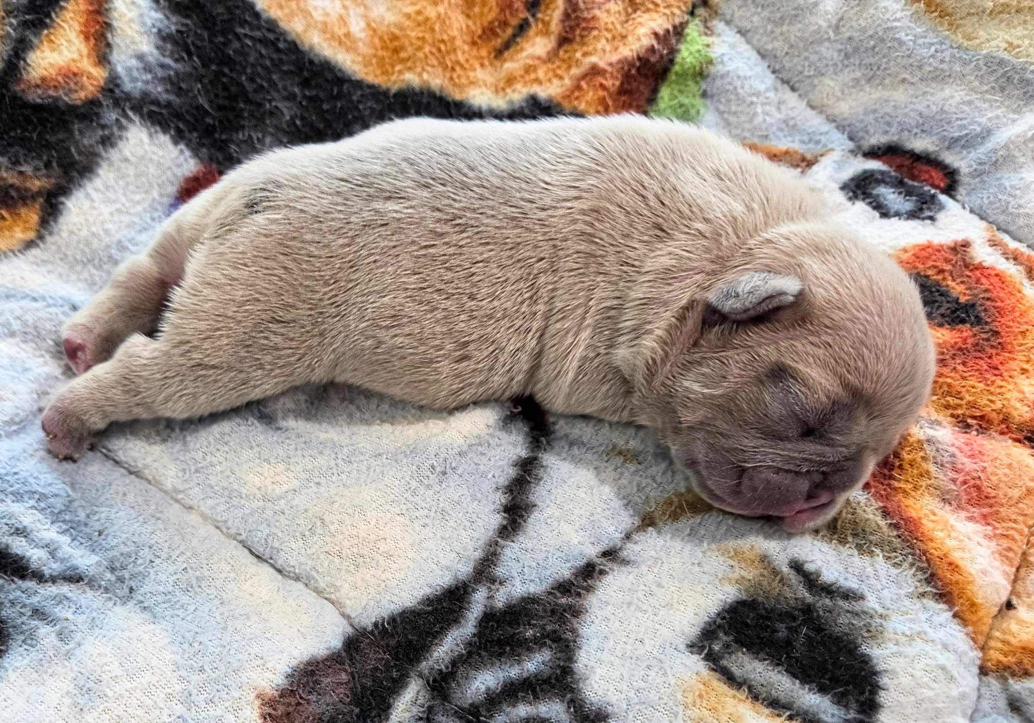 Boy- 1 week