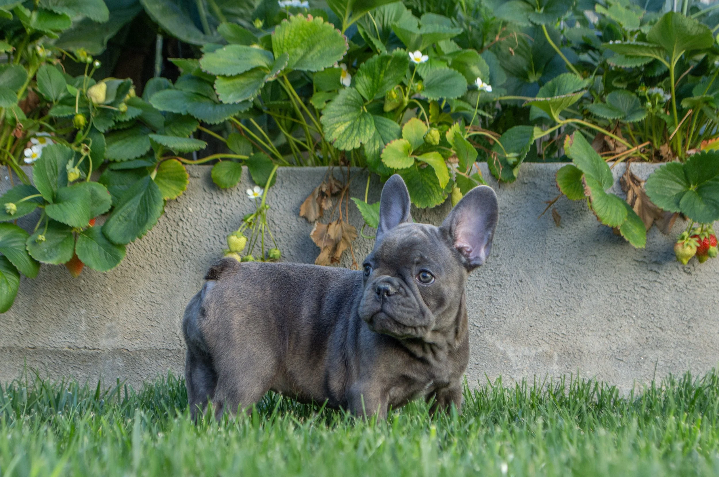A gray puppy with large ears standing on green grass in front of a garden with green leaves and small white flowers.