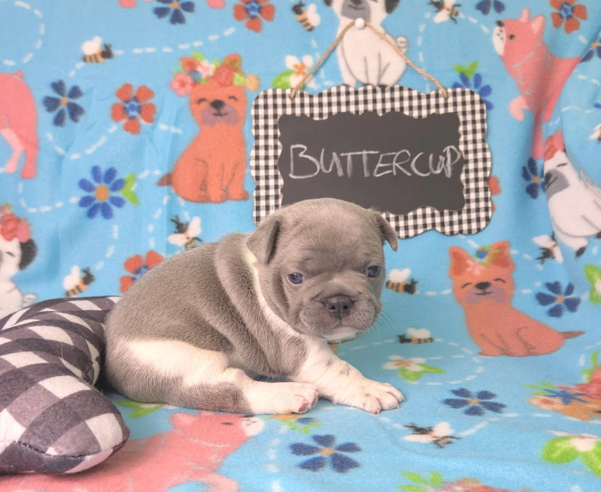 A puppy lying on a colorful fleece blanket with a woodland animals and flowers pattern. The focus is on the puppy's face and front paws, with a blackboard sign that reads 'BUTTERCUP' hanging above.