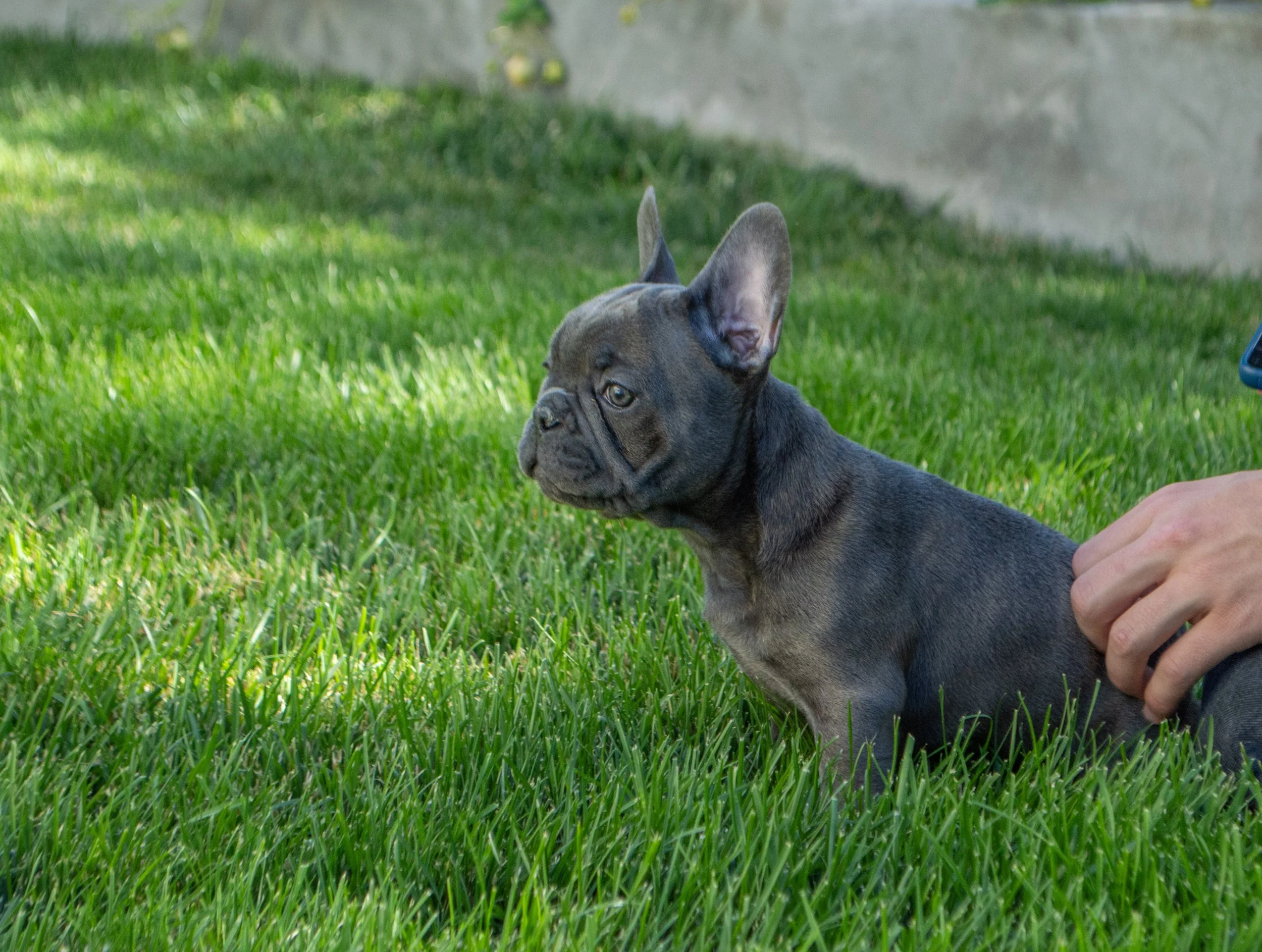 A gray French Bulldog puppy sitting on green grass outdoors with a person's hand petting it.