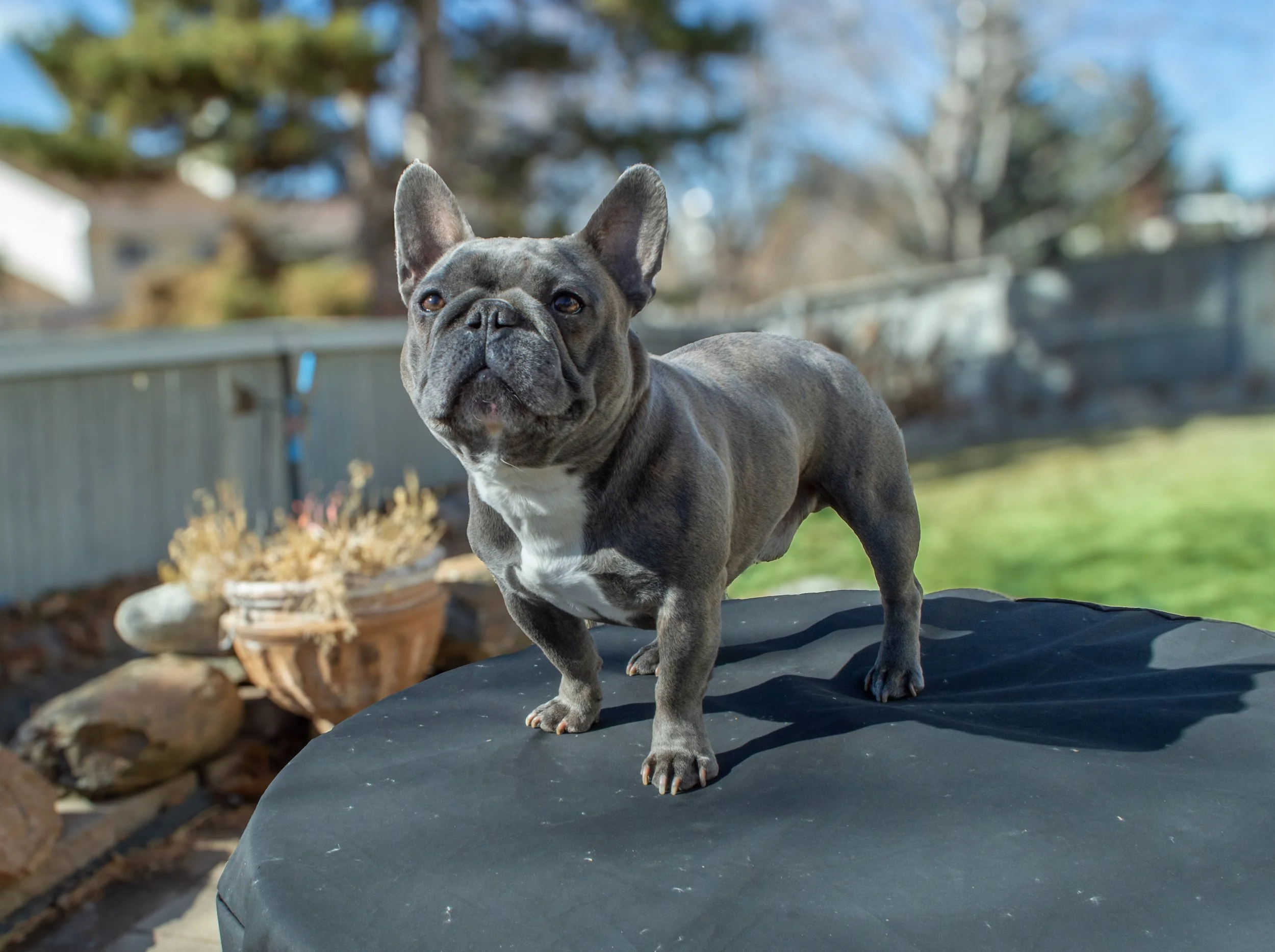 A brindle French Bulldog standing on a black surface outdoors with trees, a wooden fence, and yard debris in the background.