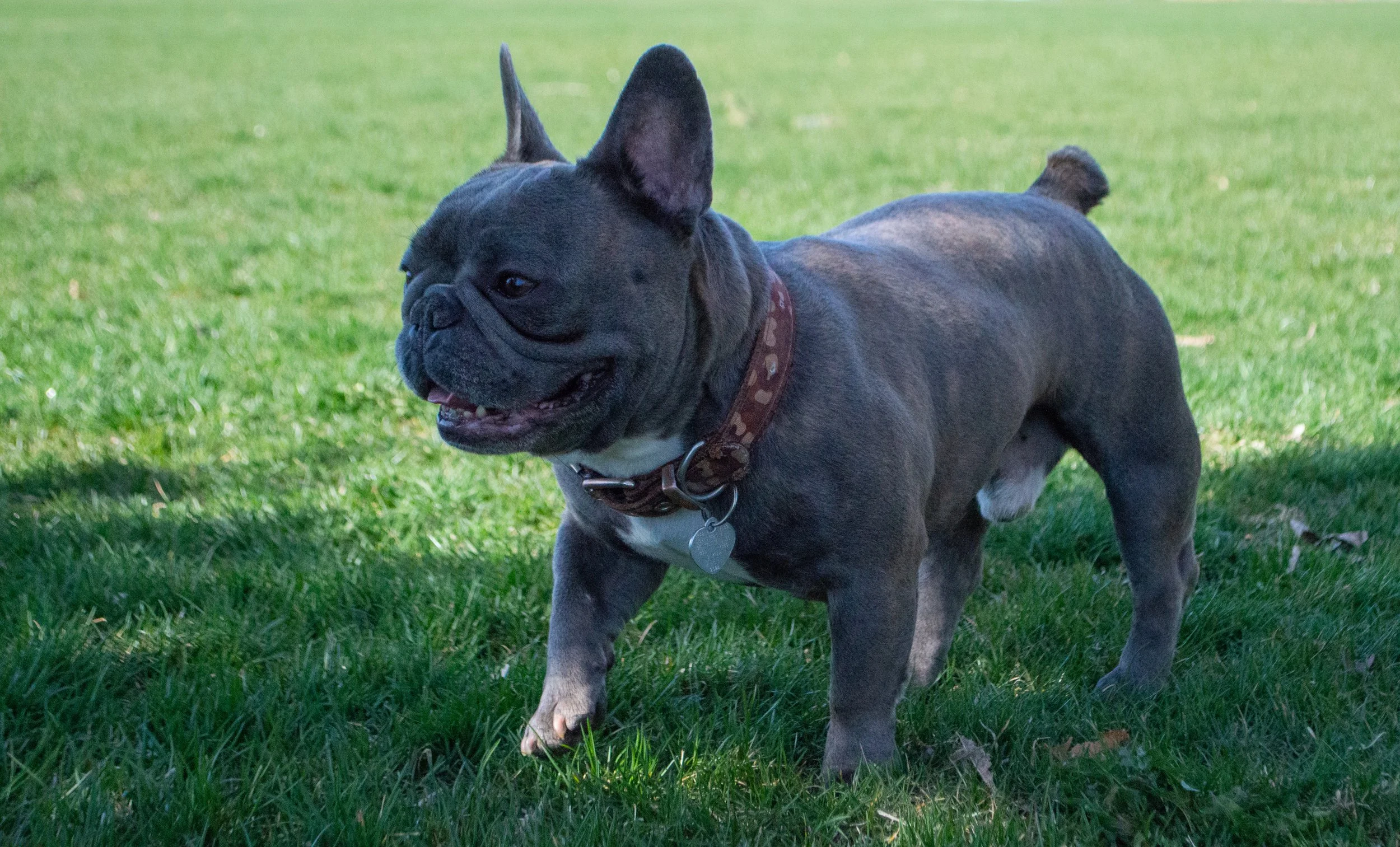 A blue French Bulldog with a dark face, large ears, and a short tail standing on green grass outdoors.