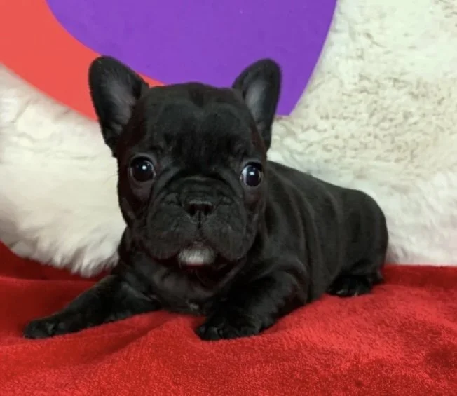 A black French Bulldog puppy lying on a red blanket with a multicolored background.