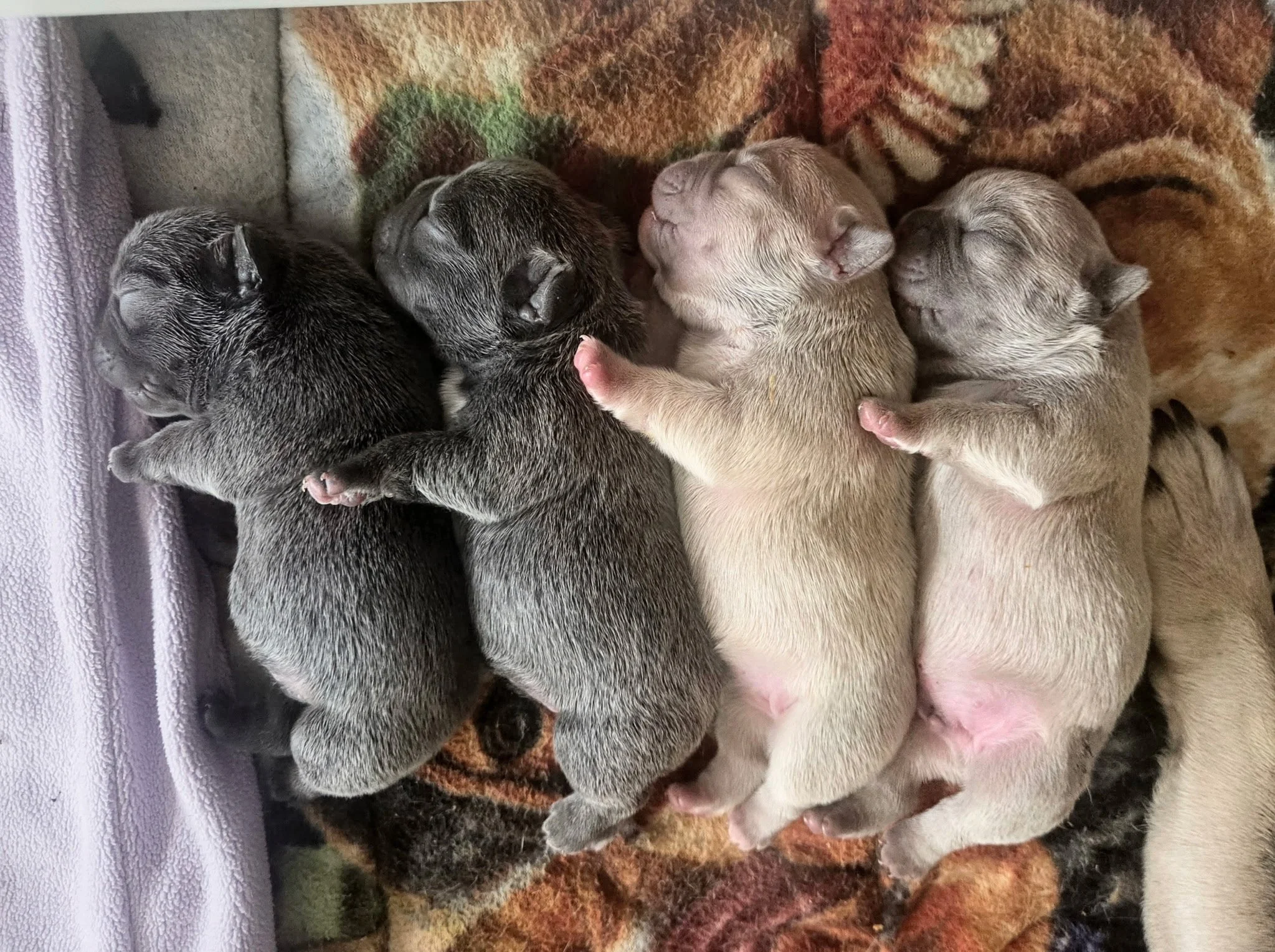 A group of newborn puppies sleeping on a brown, orange, and black patterned blanket
