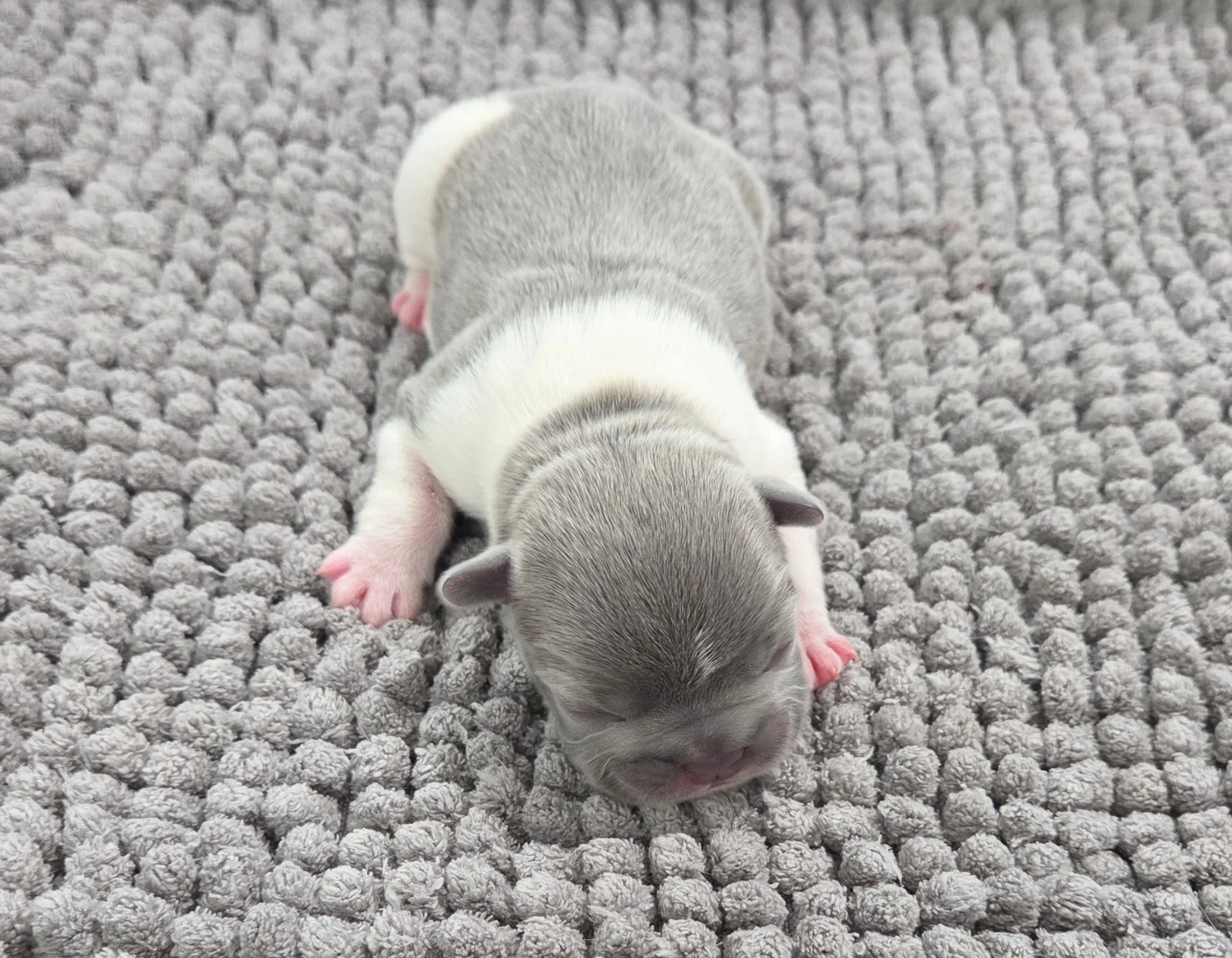 A tiny, newborn puppy lying on a textured gray blanket, with a white and gray coat, pink paws, and a gray nose.