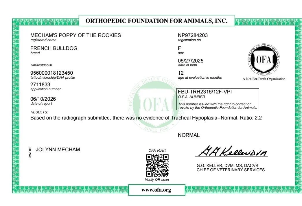 Veterinary certificate for a French Bulldog named Mechim's Poppy of the Rockies, issued by the Orthopedic Foundation for Animals, indicating no evidence of Tracheal Hypoplasia, dated June 10, 2026.