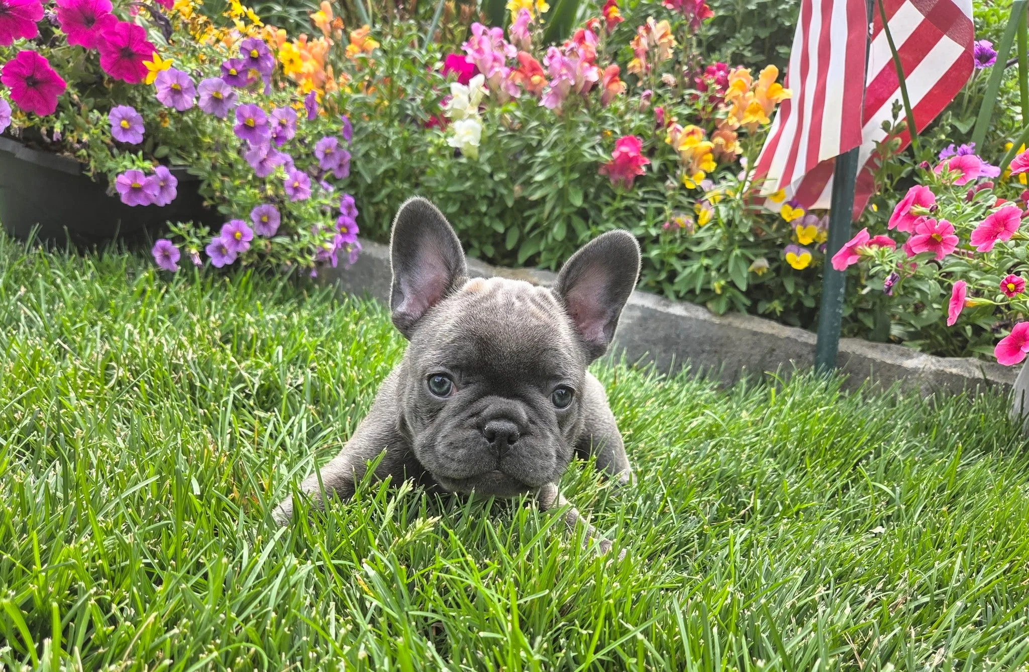 A French Bulldog puppy lying on green grass in a garden with colorful flowers and a striped red and white garden flag in the background.