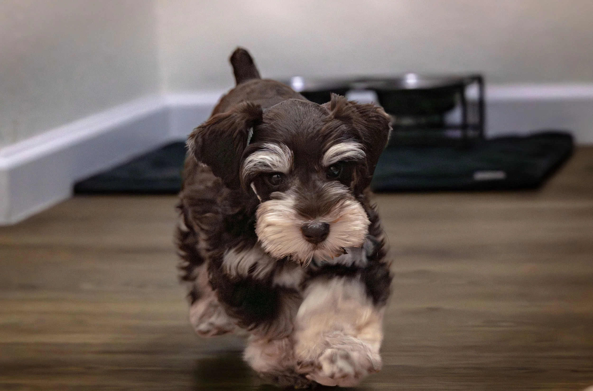 Cute brown and white puppy walking towards the camera on a wooden floor in a room with gray walls.