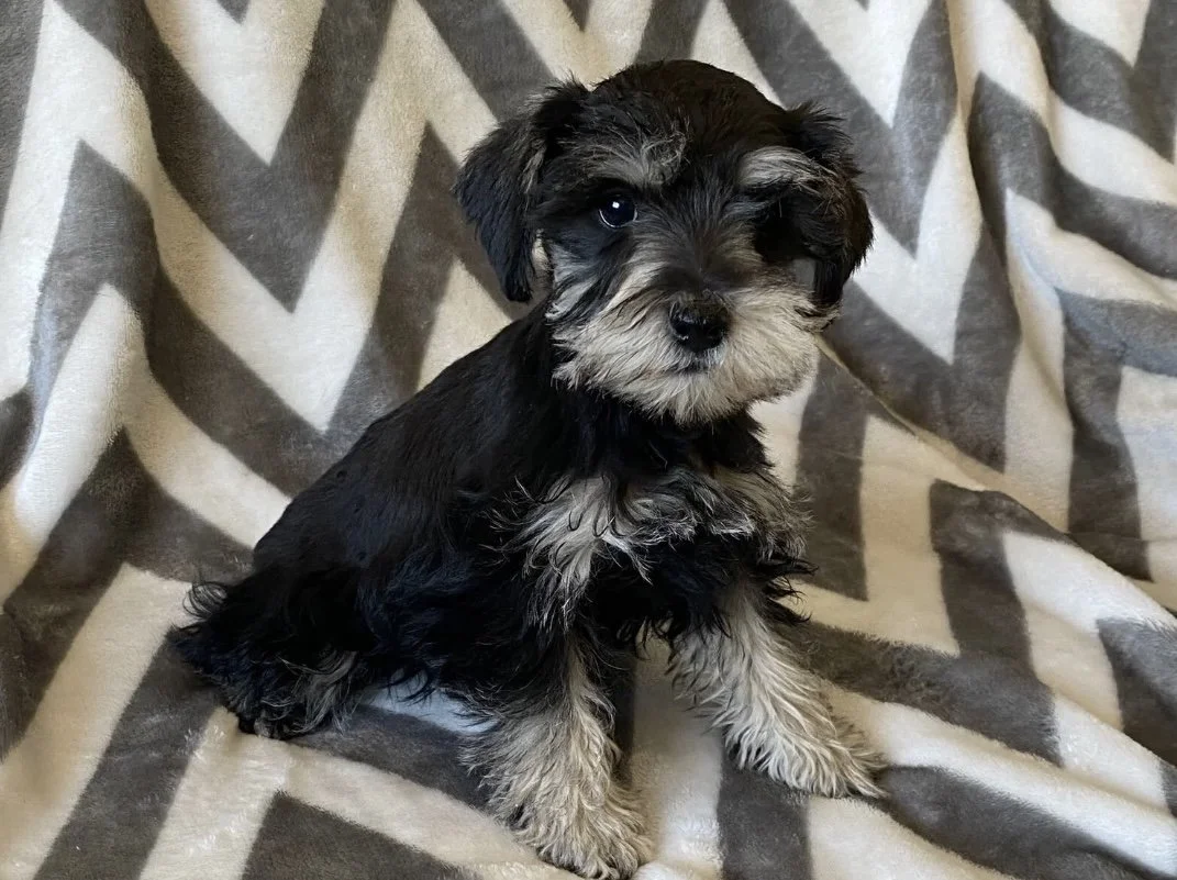 A black and gray puppy sitting on a geometric patterned blanket.
