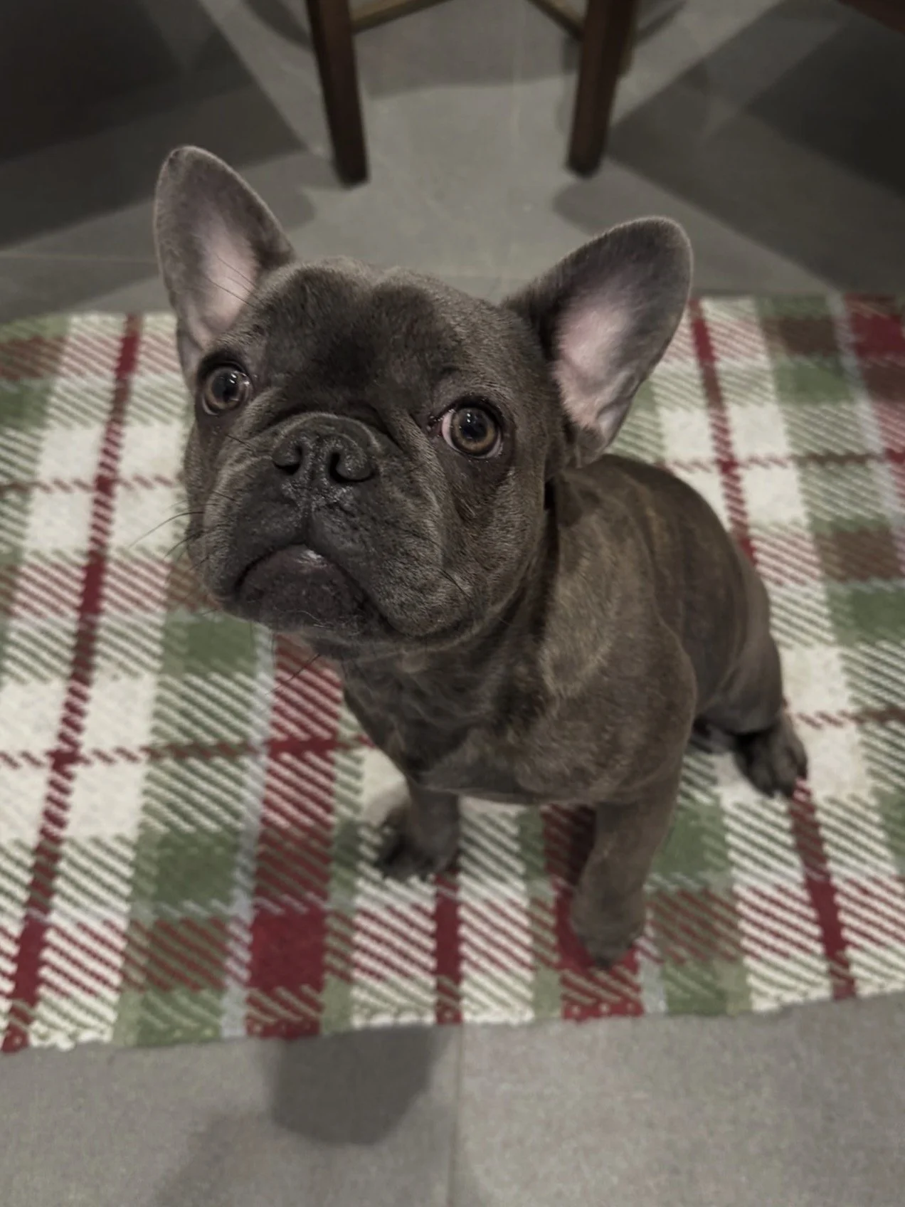 Brindle French Bulldog puppy sitting on a plaid tablecloth with red, green, and white colors, looking up at the camera.
