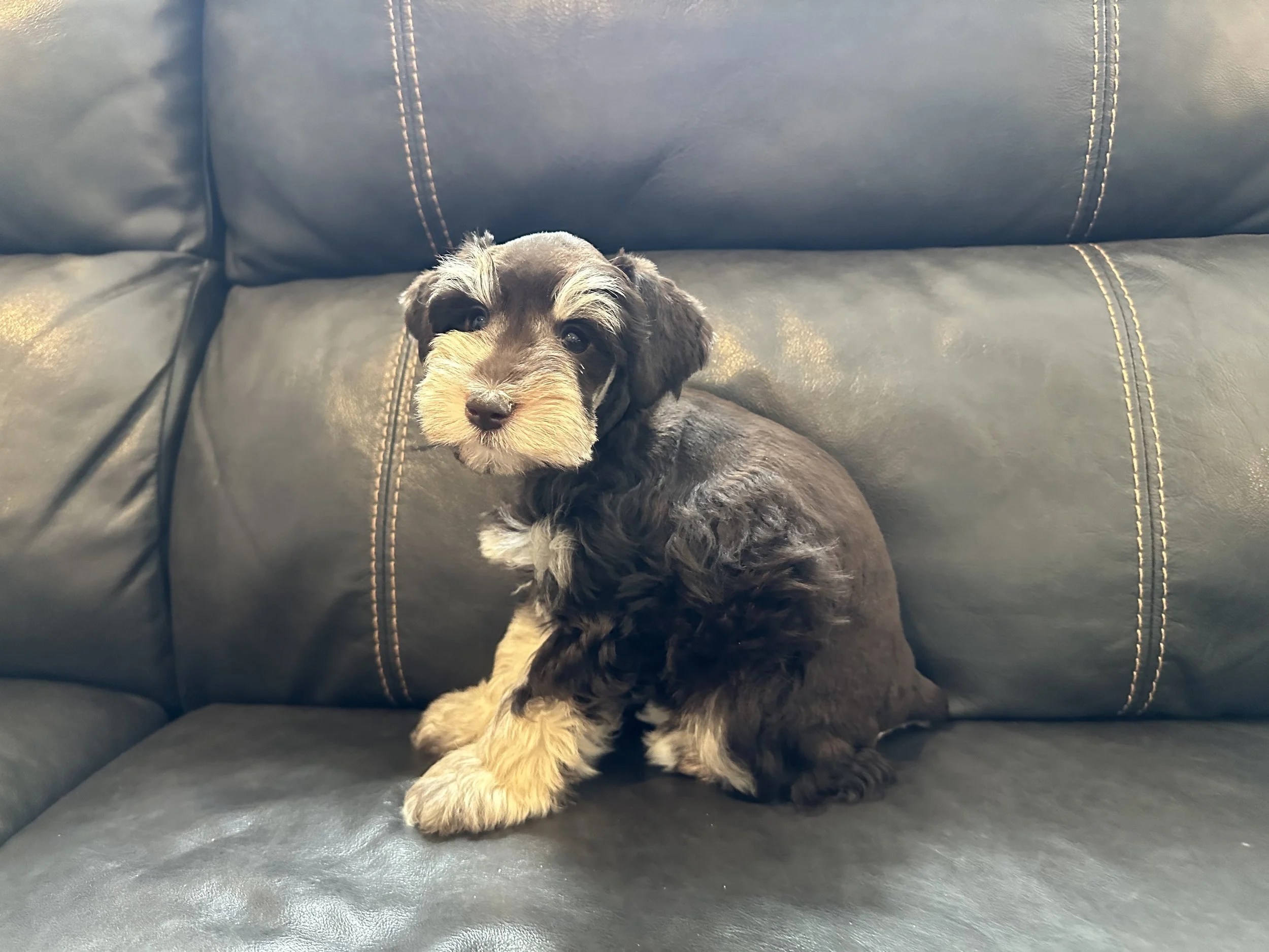 Cute puppy with black, brown, and cream fur laying on a dark leather couch, looking at the camera.