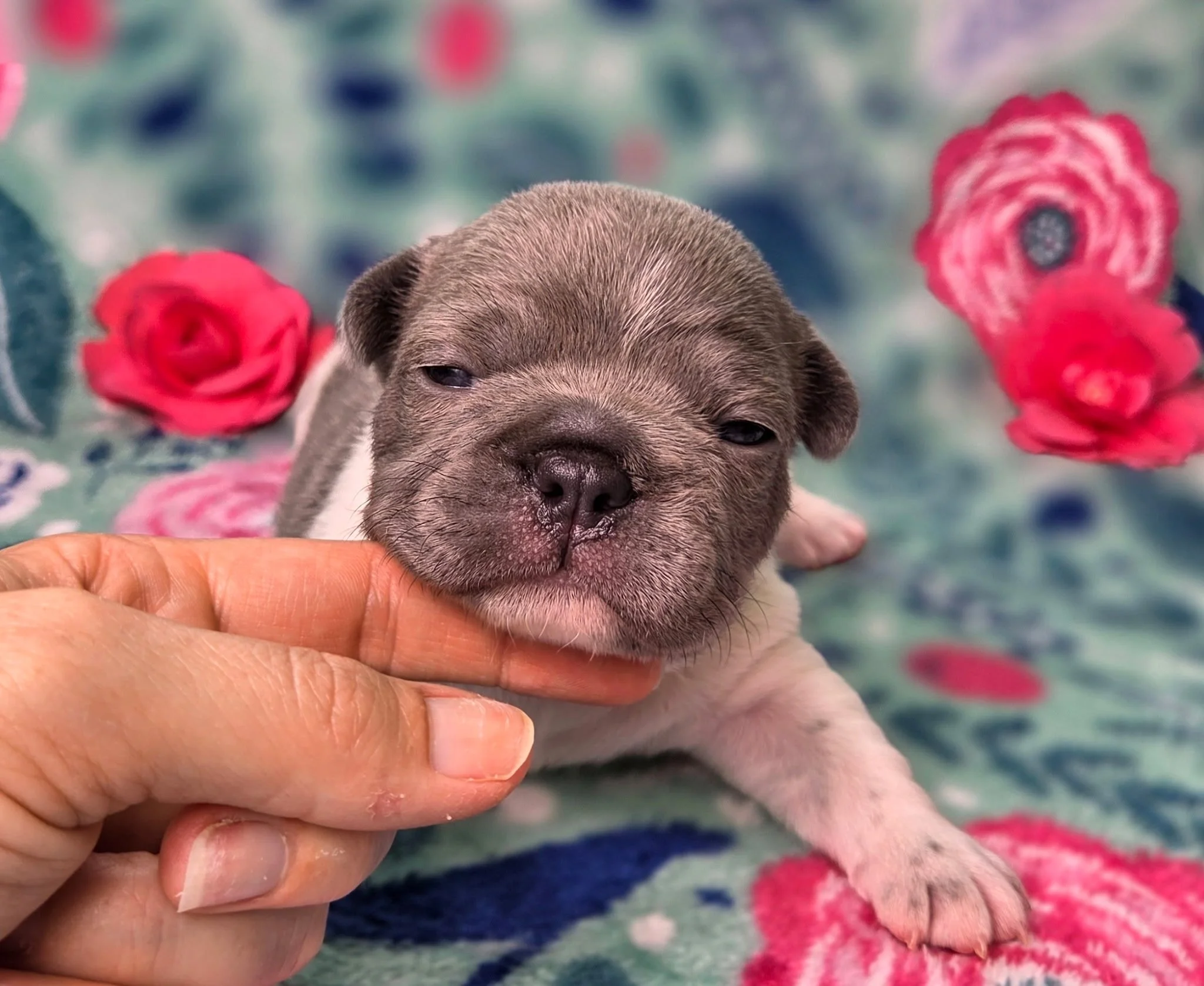 Close-up of a tiny, grey puppy with closed eyes being gently held by a person's hand against a blurred floral background.