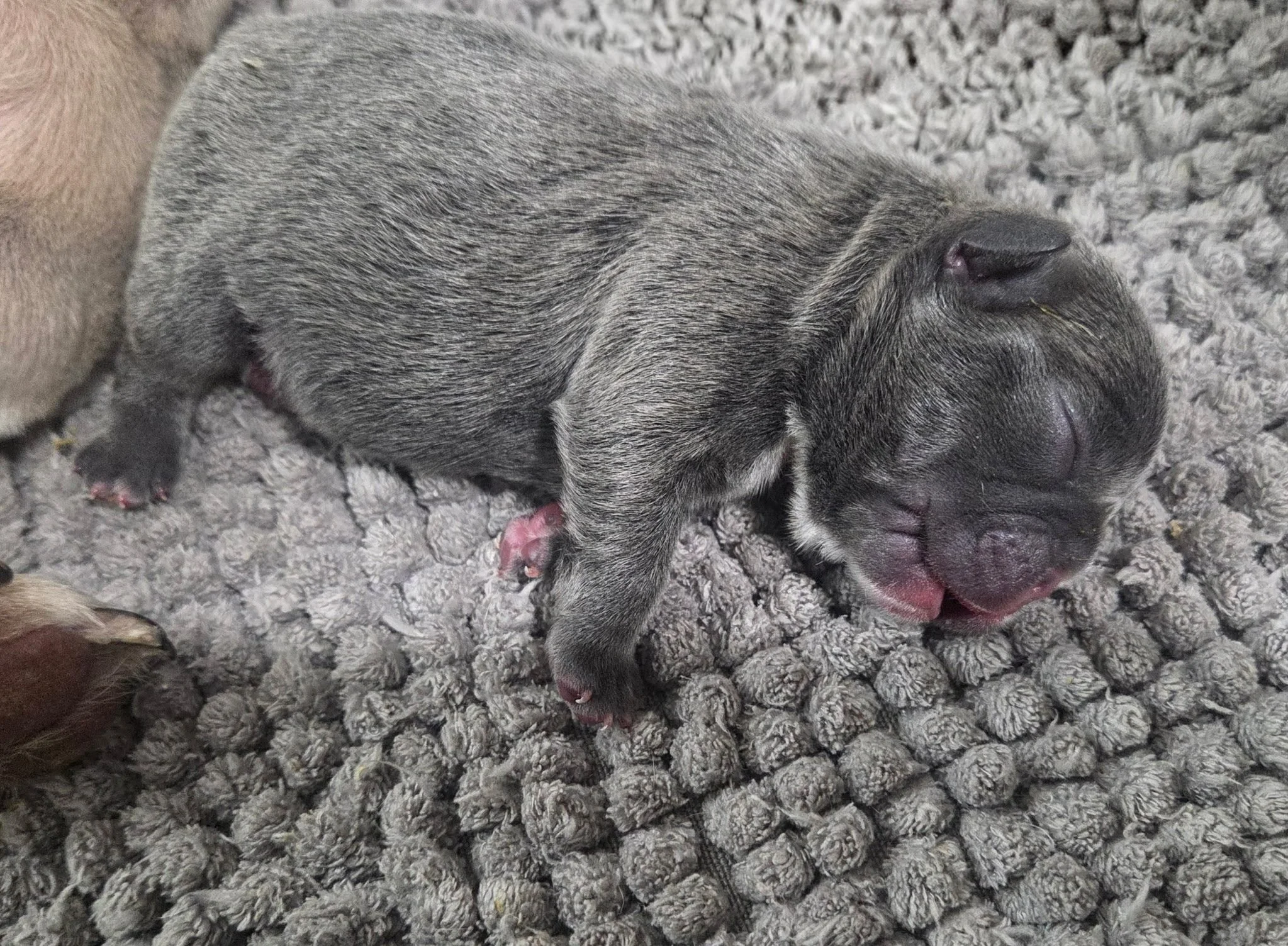 Boy - 1 week
