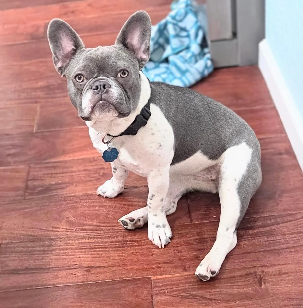 A French Bulldog dog sitting on a wooden floor with a black collar and blue tag, looking at the camera.
